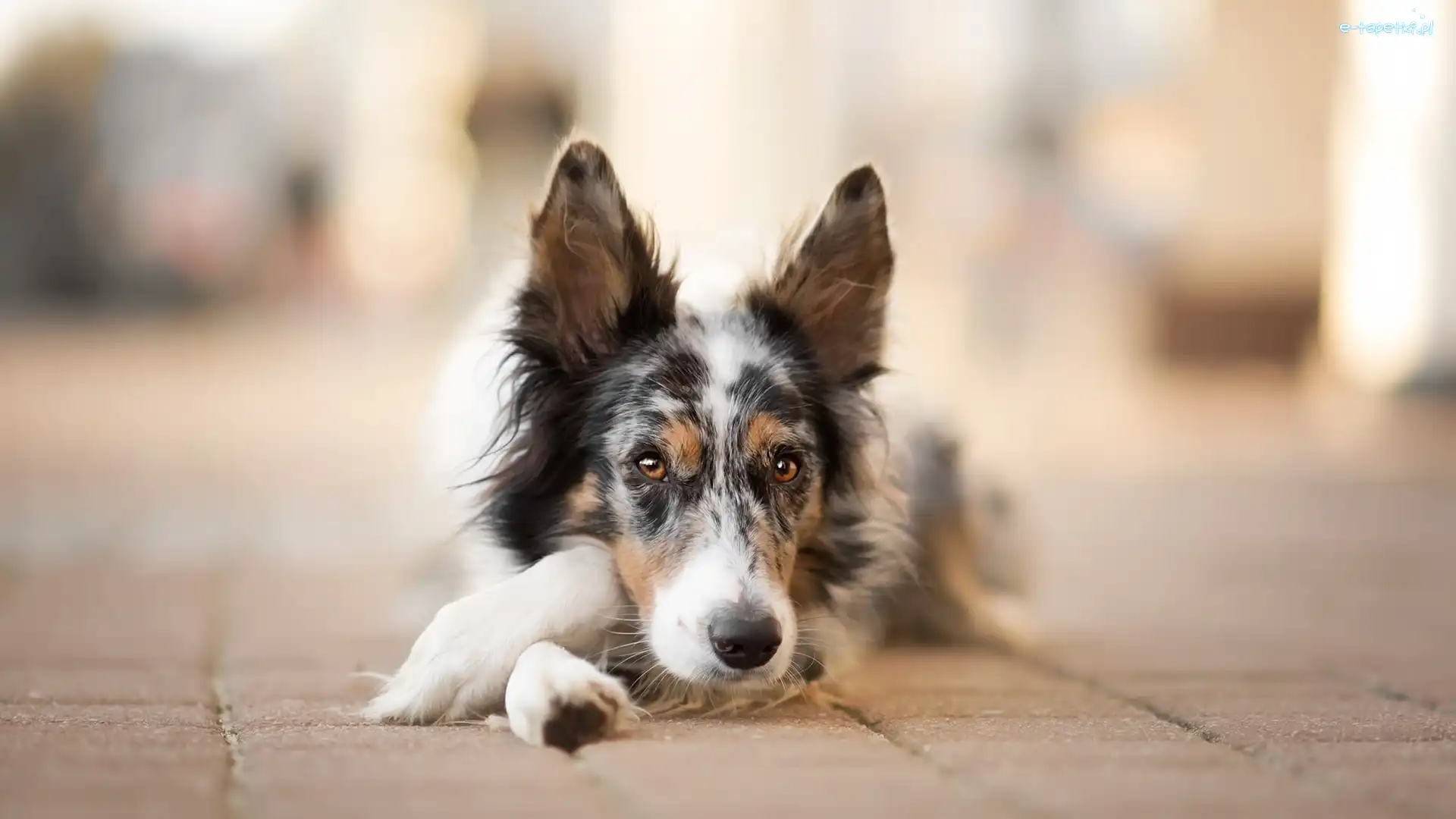 Border collie, Chodnik, Mordka, Pies