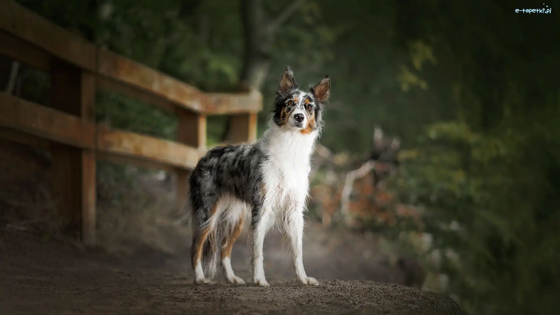 Border collie, Płot, Droga, Pies