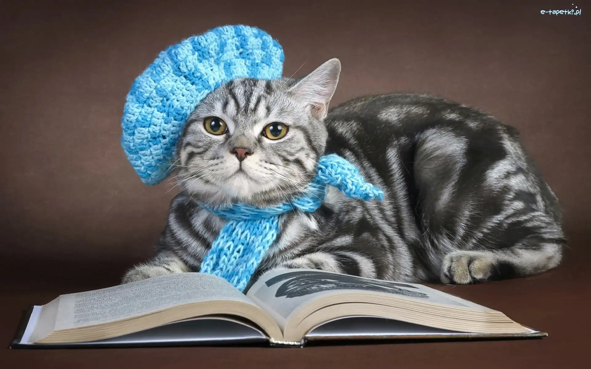 Beret, Kot, Książka, Dzianina, Niebieski, Szalik, Handmade, Szary