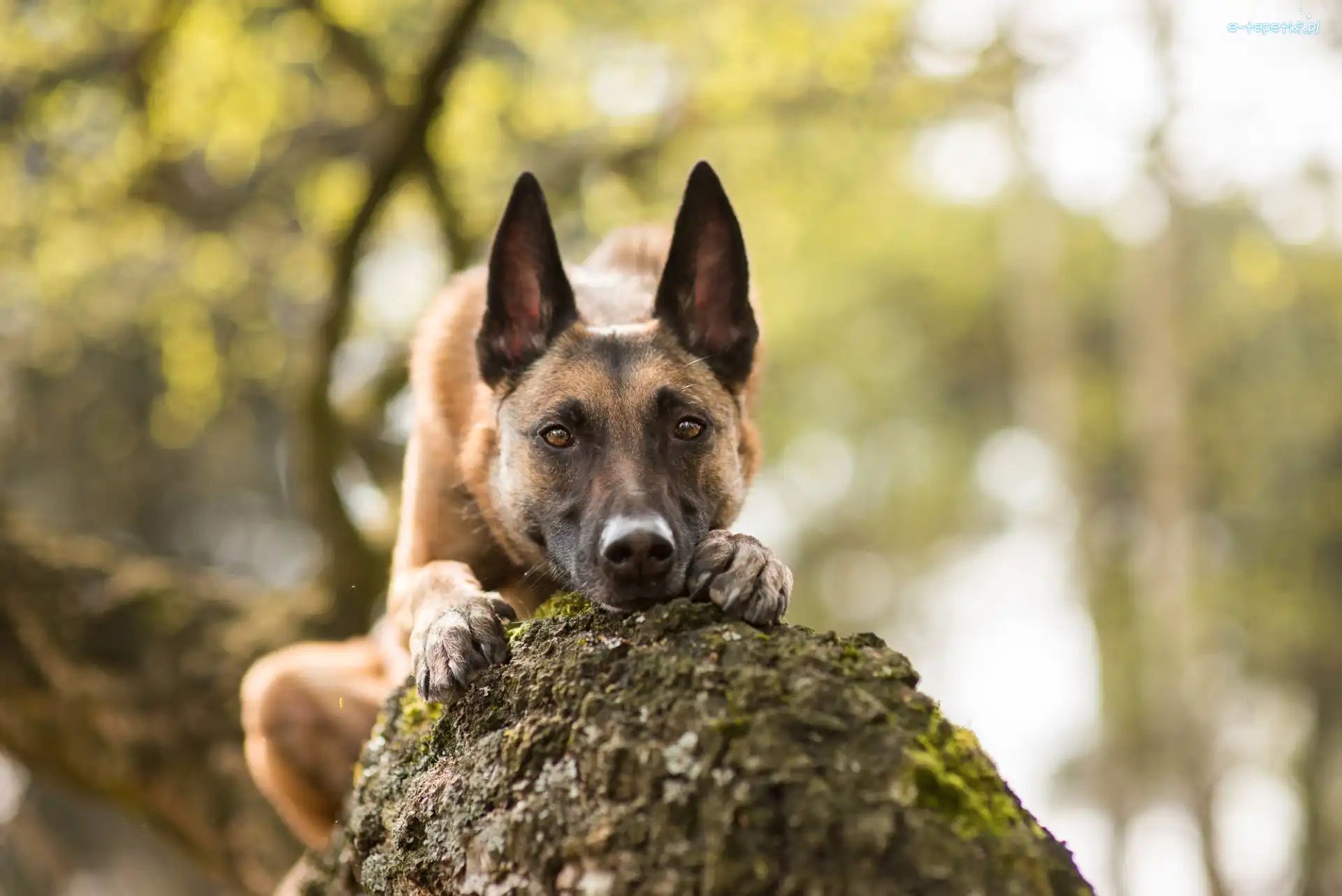 Pień, Owczarek belgijski malinois