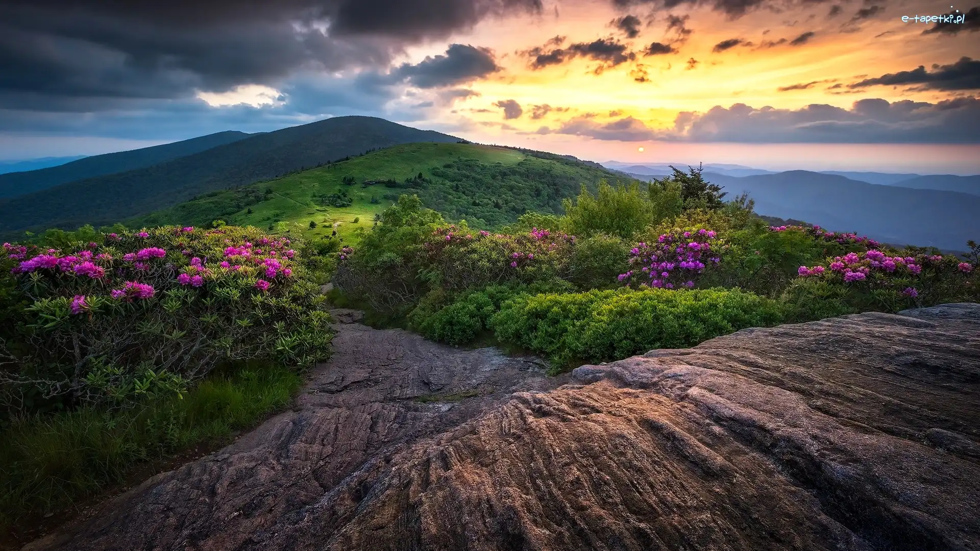 Skały, Stan Tennessee, Zachód Słońca, Różaneczniki, Szlak Appalachów, Szczyt Roan Mountain, Kwiaty, Stany Zjednoczone, Góry Appalachy, Chmury
