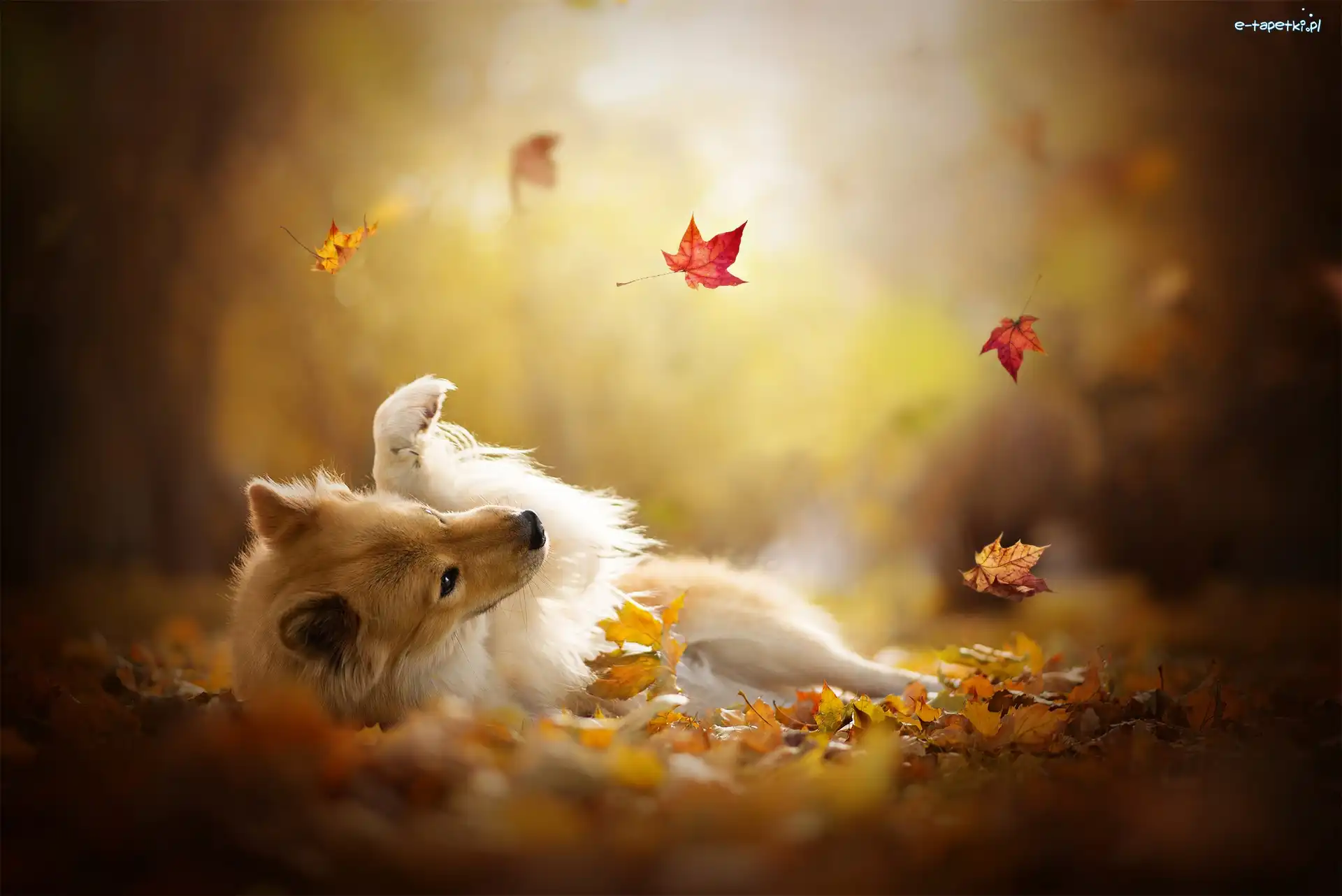 Pies, Eurasier, Szpic, Liście, Jesienne