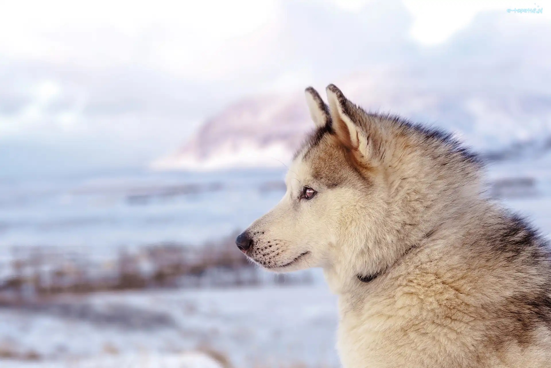 Głowa, Siberian husky, Profil, Rozmyte Tło, Pies, Zima