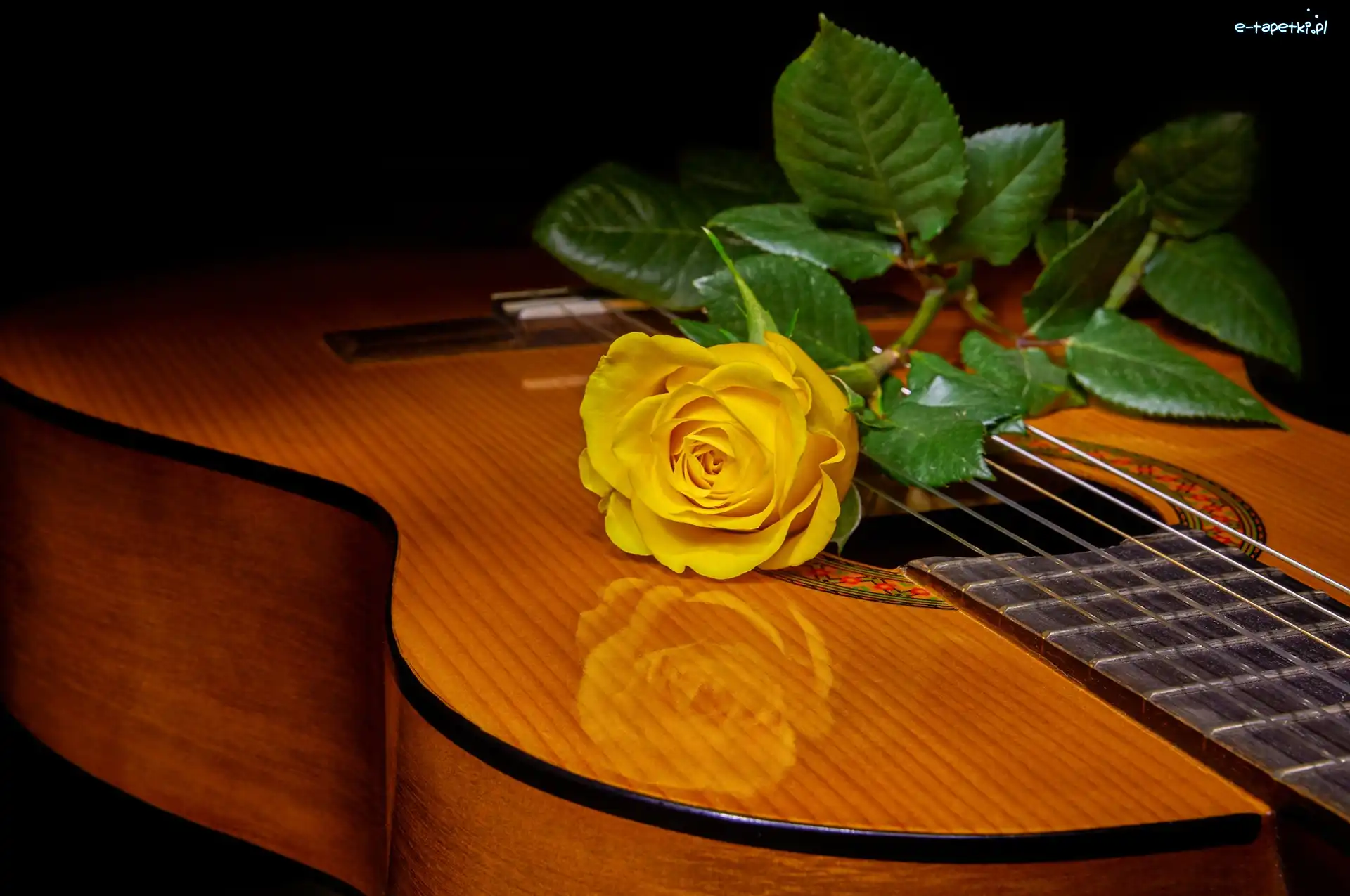 Róża, Żółta, Gitara
