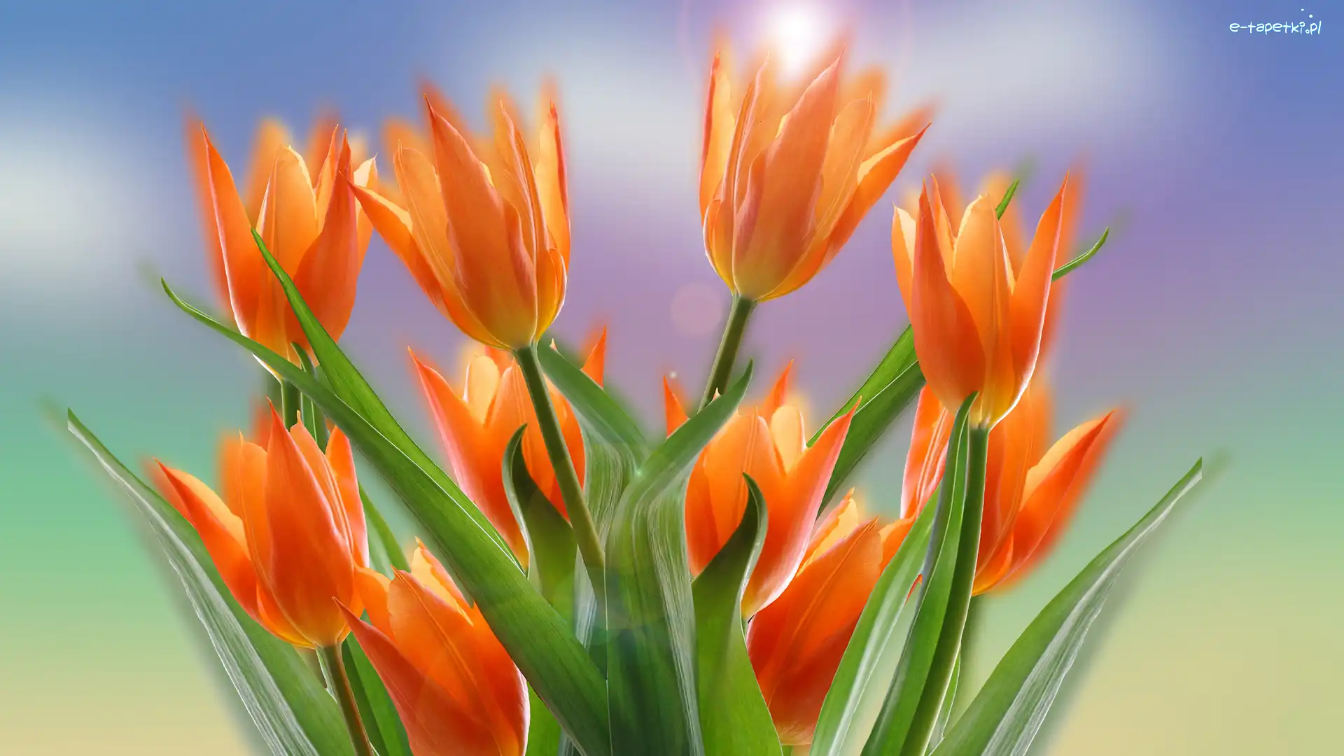 Tulipany, Pomarańczowe, Kwiaty