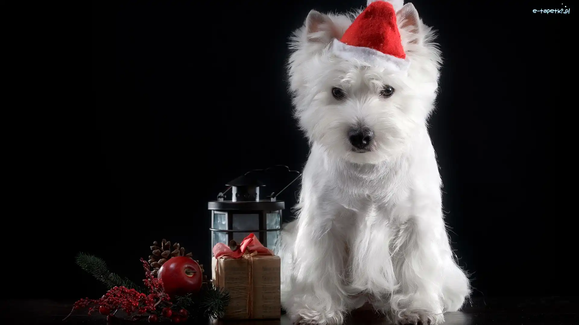 West Highland white terrier, Mikołaja, Czapeczka, Pies