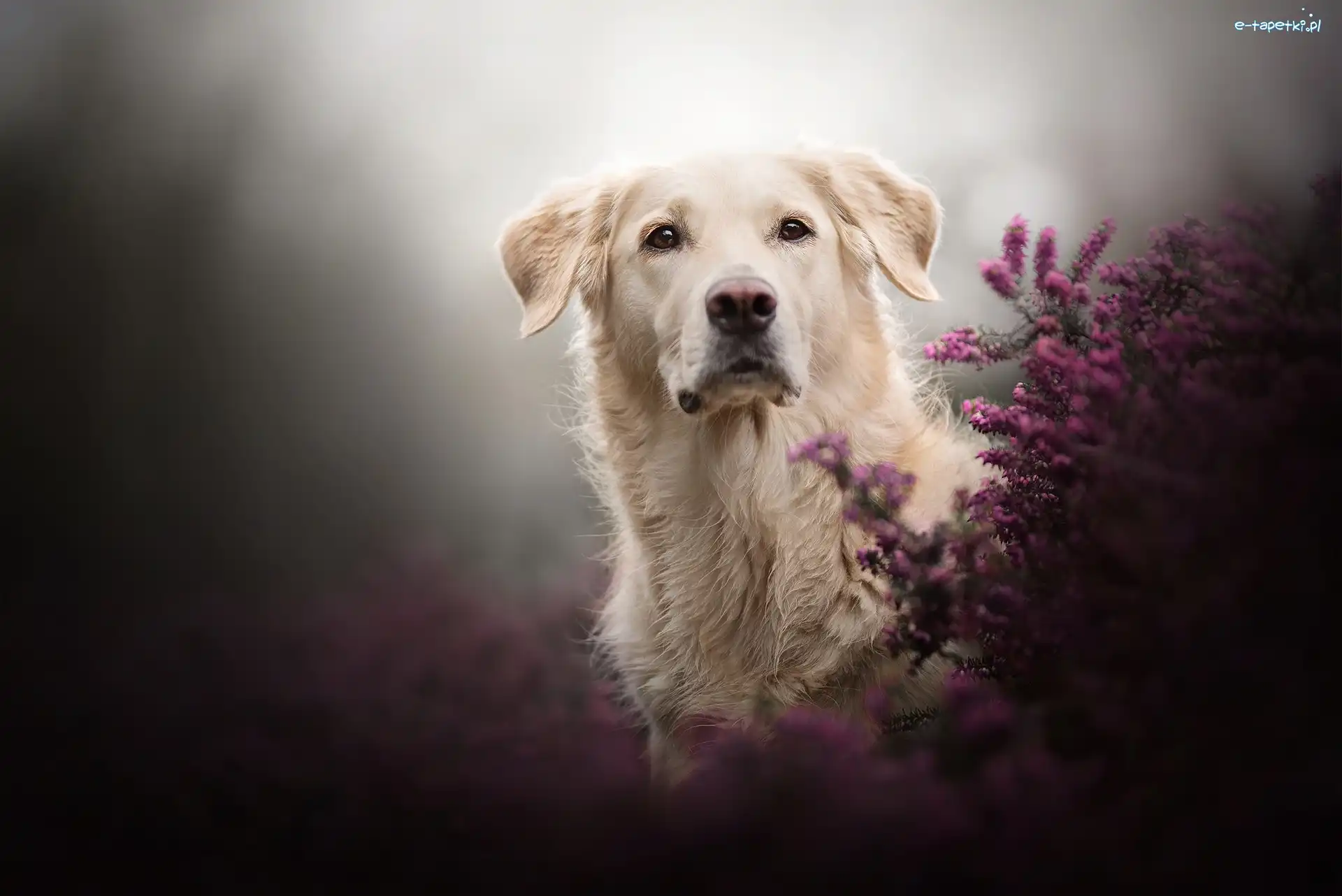 Wrzosy, Golden retriever, Pies