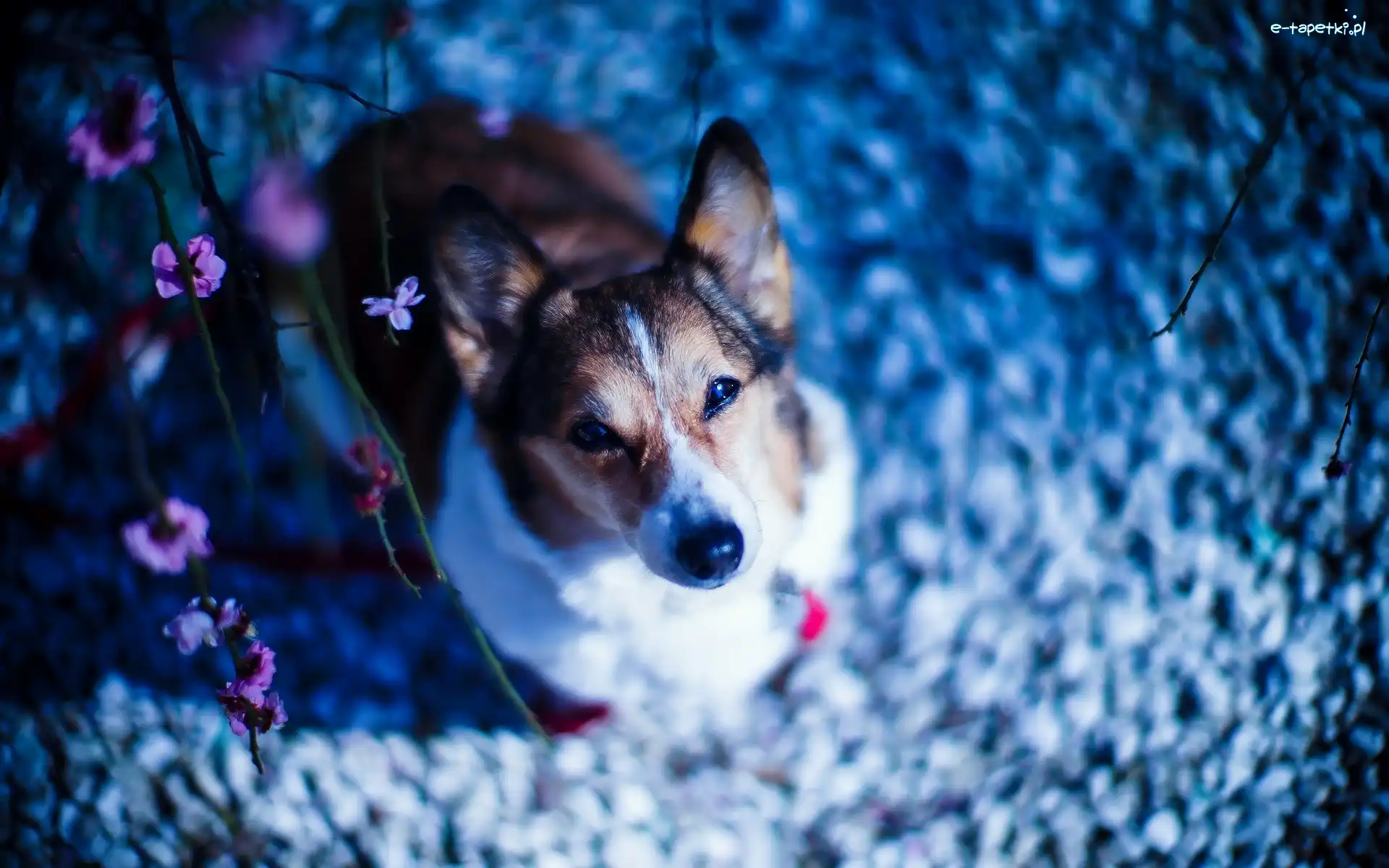 Kwiatki, Welsh corgi pembroke, Pies