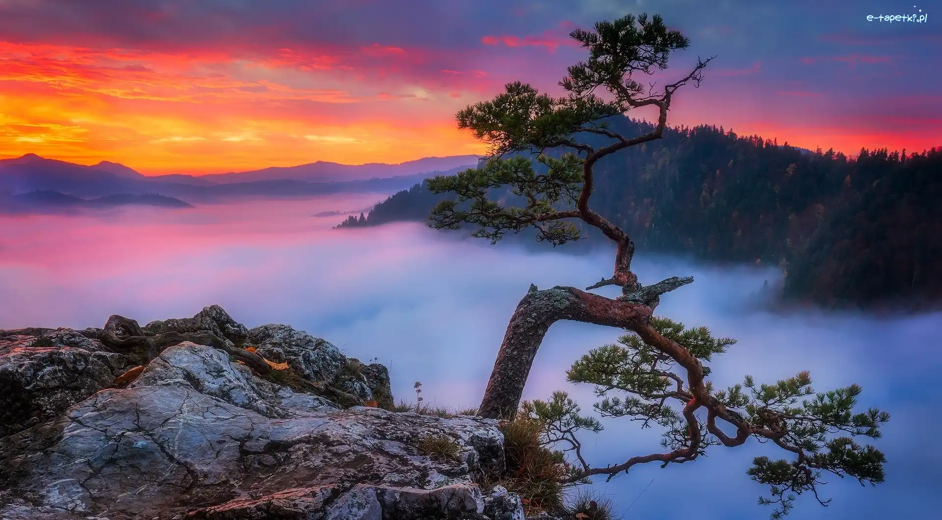 Mgła, Zachód słońca, Szczyt Sokolica, Góry Pieniny, Polska, Sosna, Drzewo, Pieniński Park Narodowy, Skały