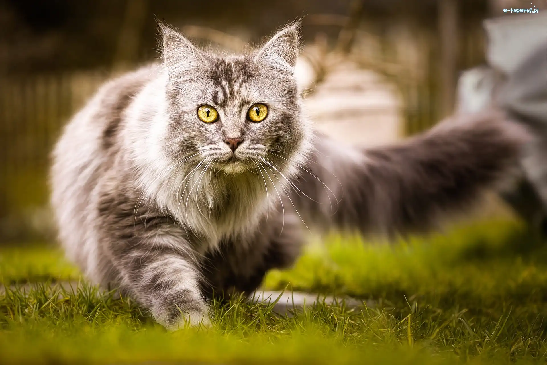 Trawa, Maine coon, Kot