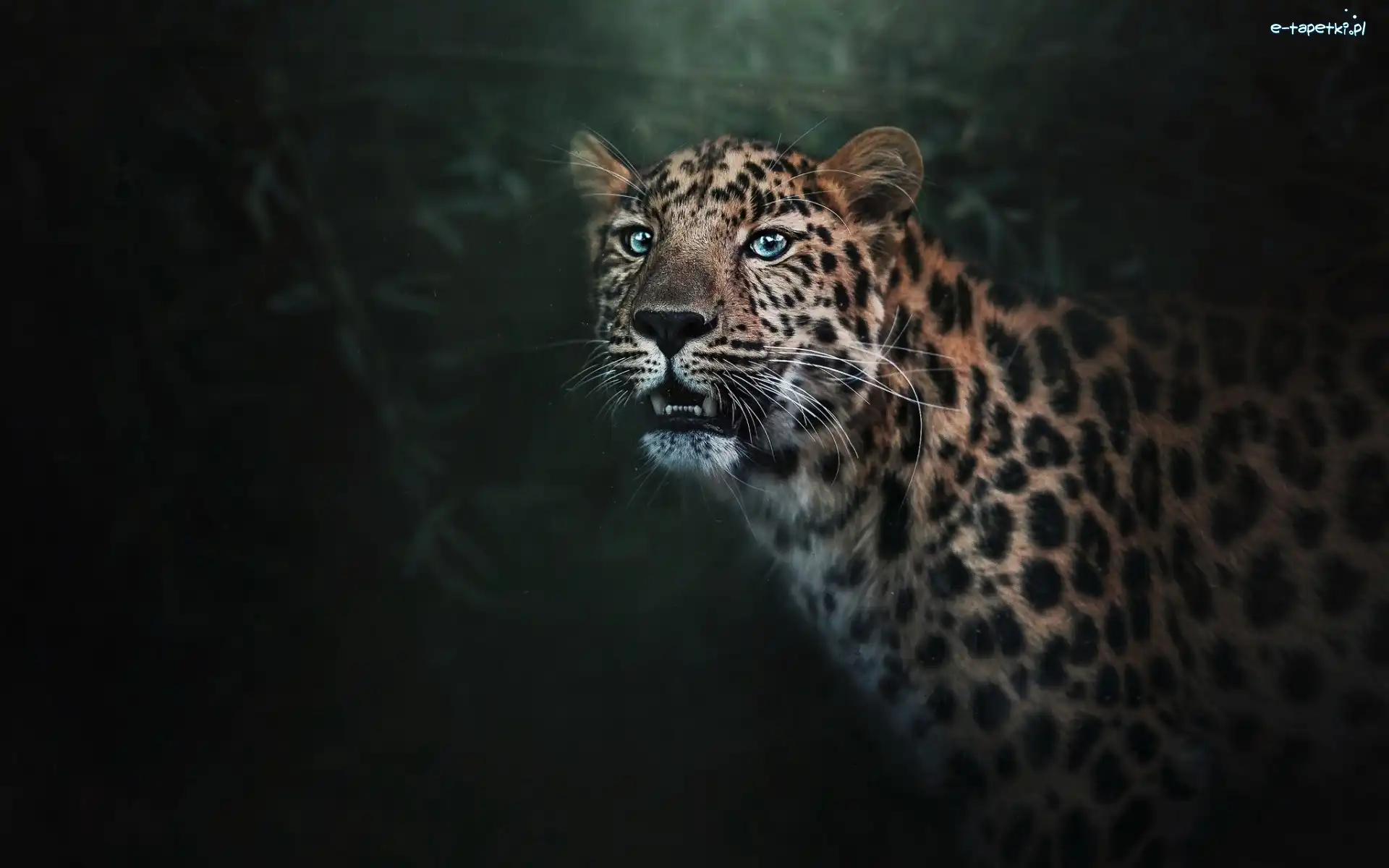 Lampart, Tło, Rozmyte, Leopard