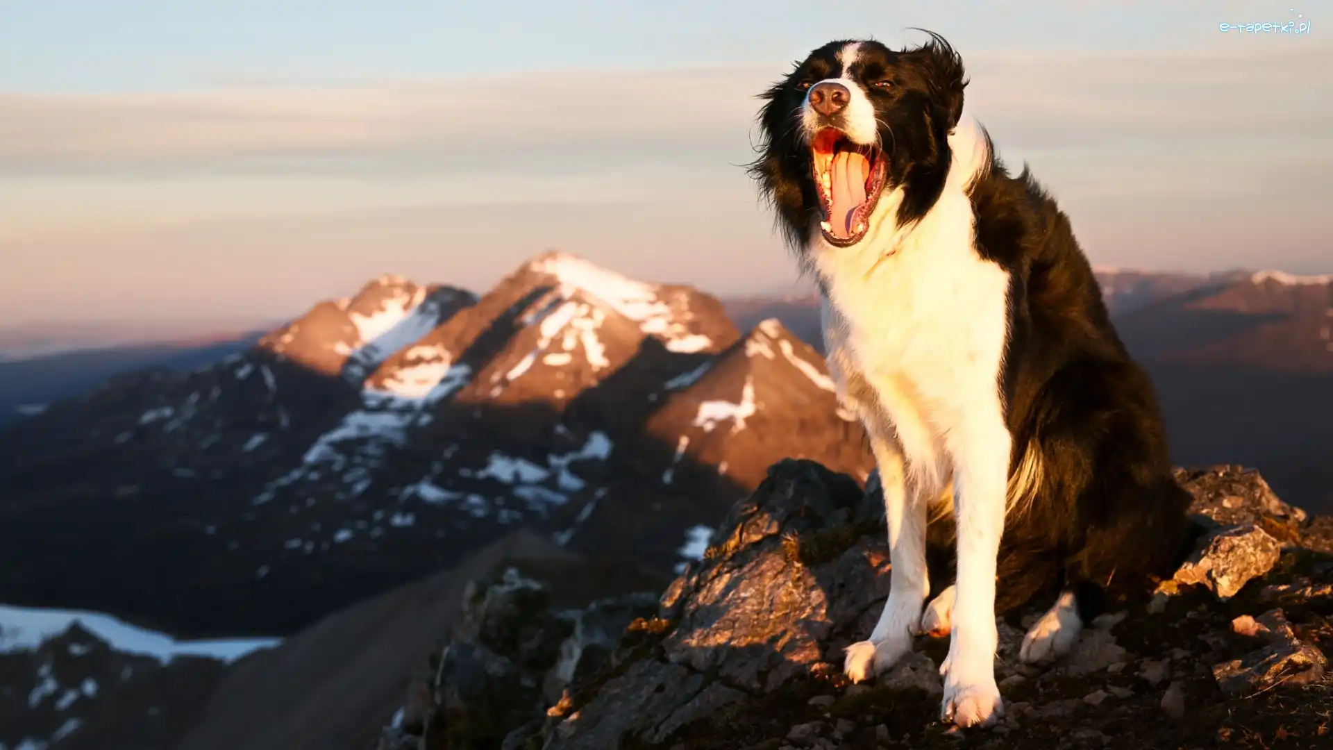 Border collie, Pies, Radość, Pysk, Góry
