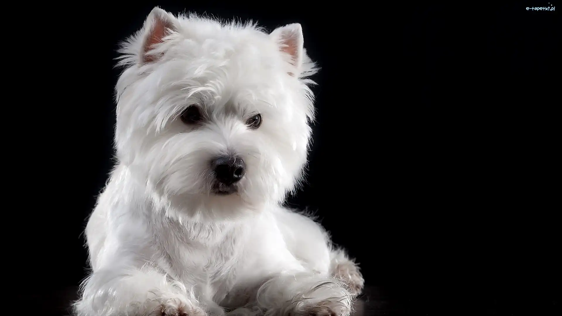 Pies, Mordka, West Highland white terrier, Ciemne tło, Biały