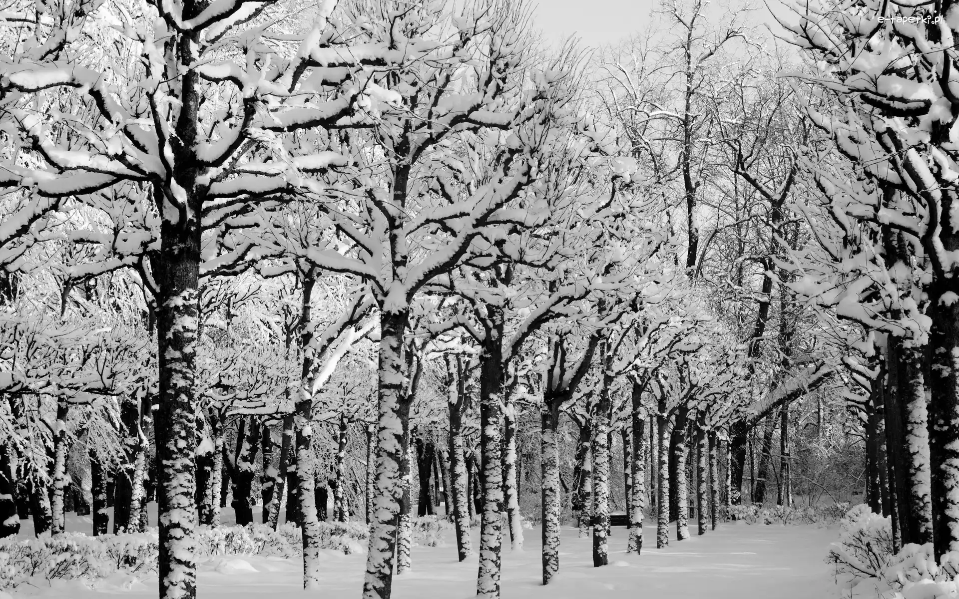 Zima, Śnieg, Droga, Park, Drzewa