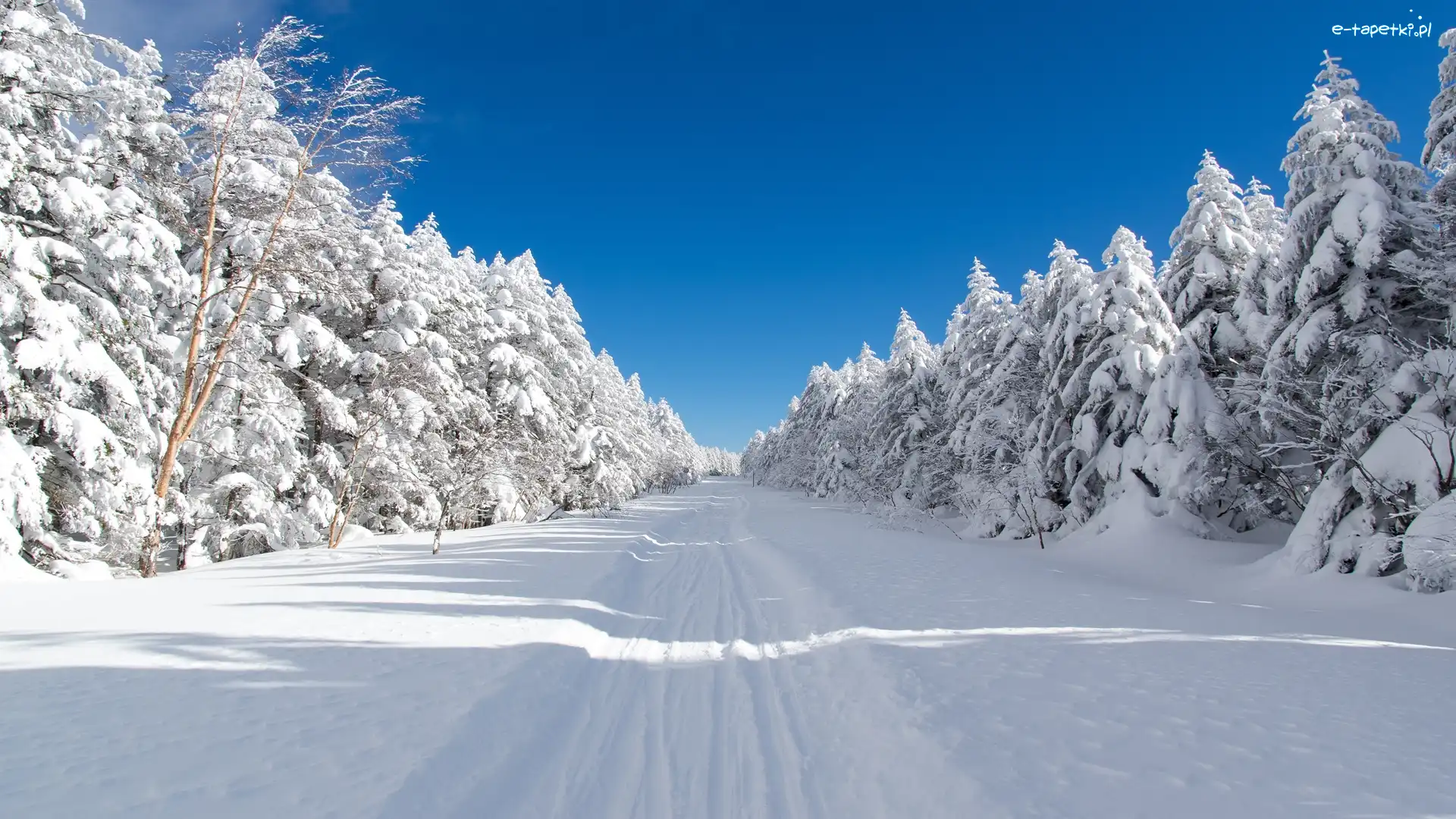 National road 299, Chino, Droga, Świerki, Przełęcz Mugikusa Pass, Zima, Las, Japonia