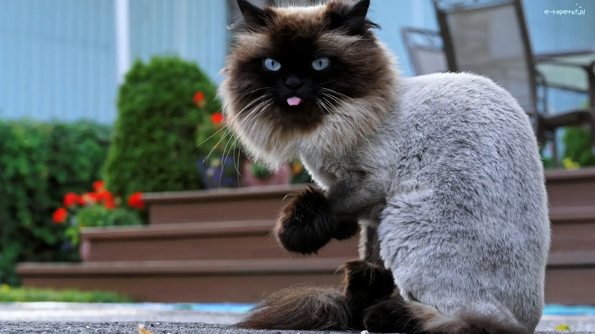 Himalayan, Himalajski, Kot