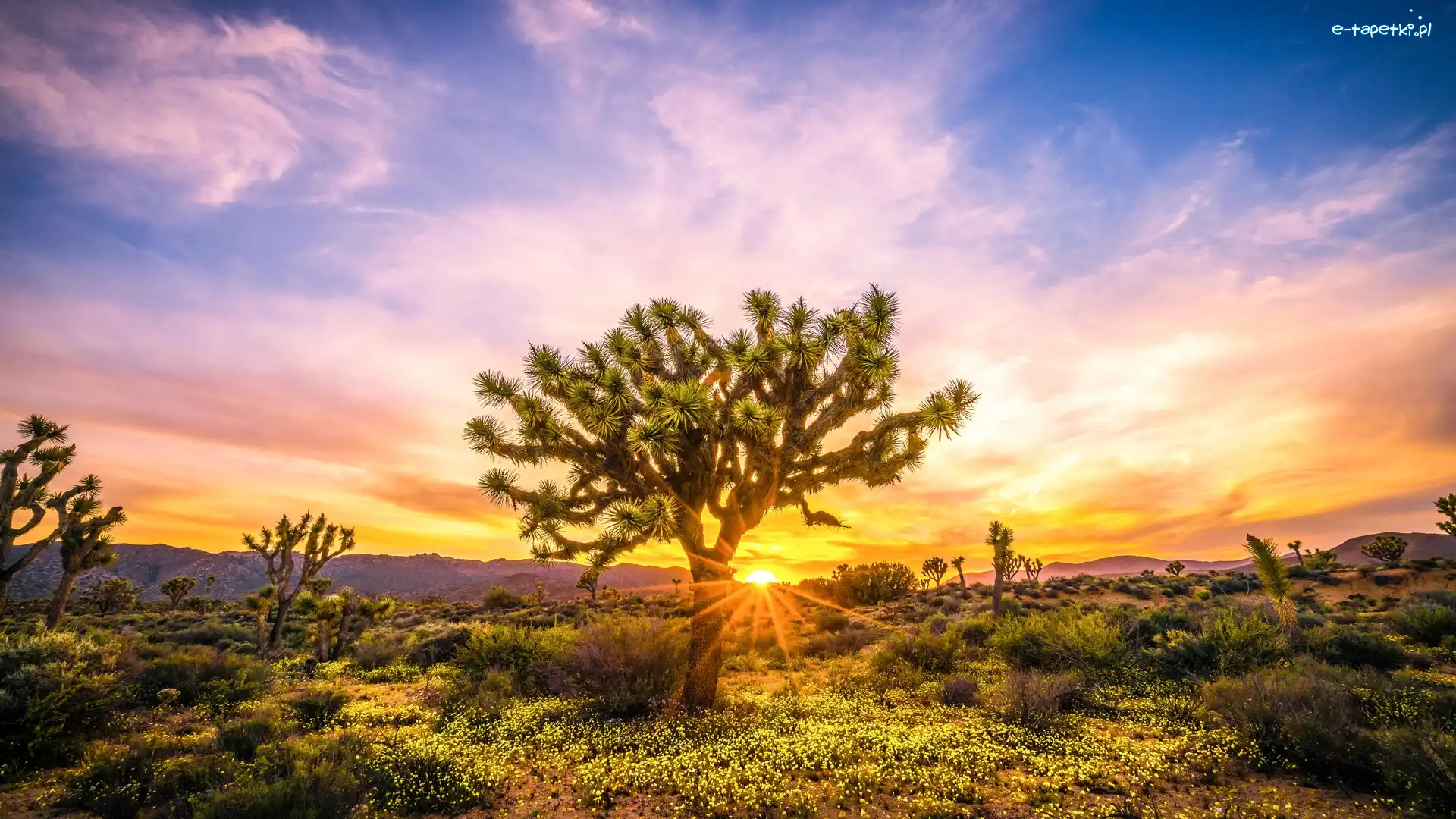 Wschód słońca, Park Narodowy Joshua Tree, Jukki krótkolistne, Stan Kalifornia, Stany Zjednoczone, Roślinność, Drzewo Jozuego