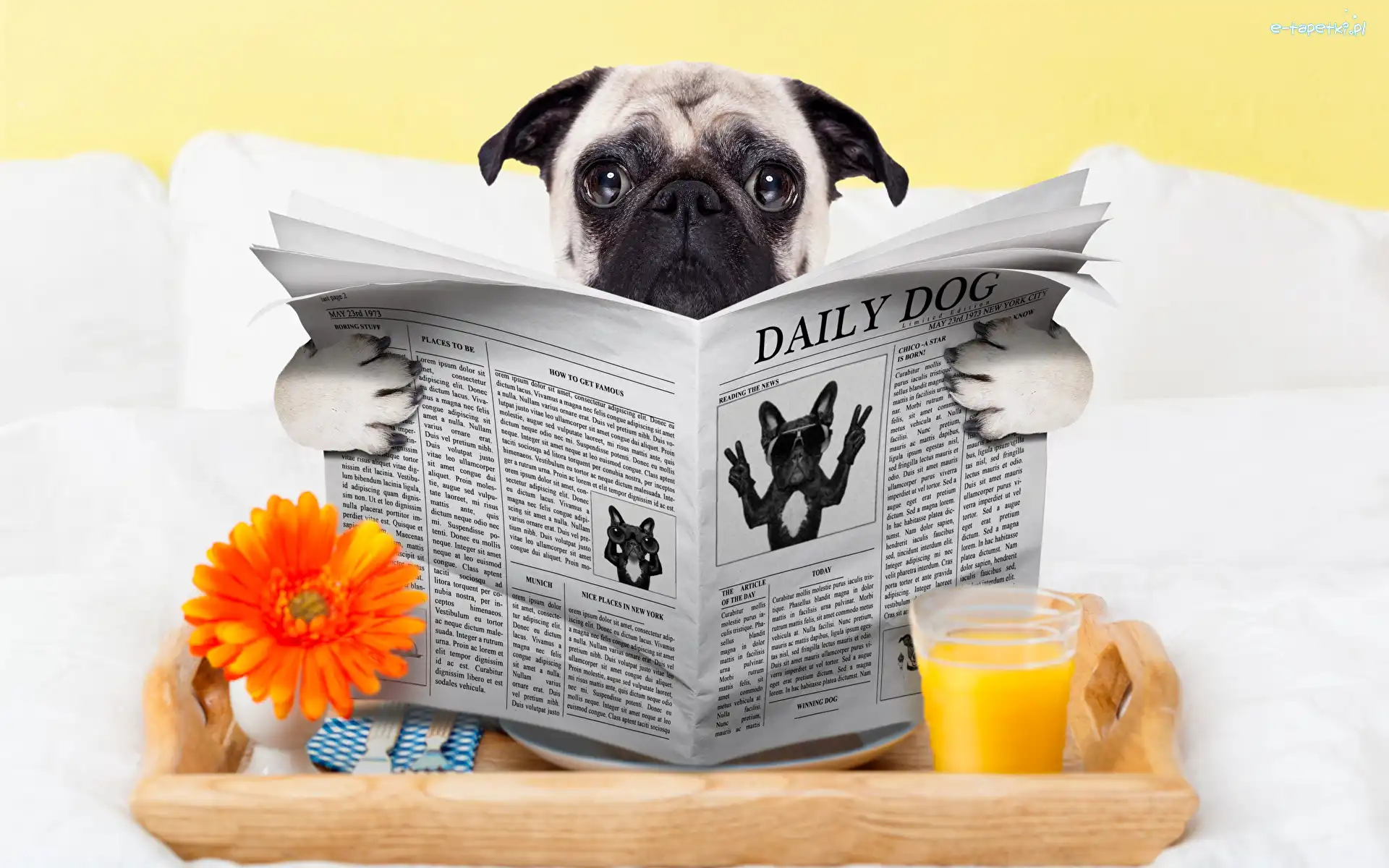 Sok, Gazeta, Gerbera, Łóżko, Mops, Pies