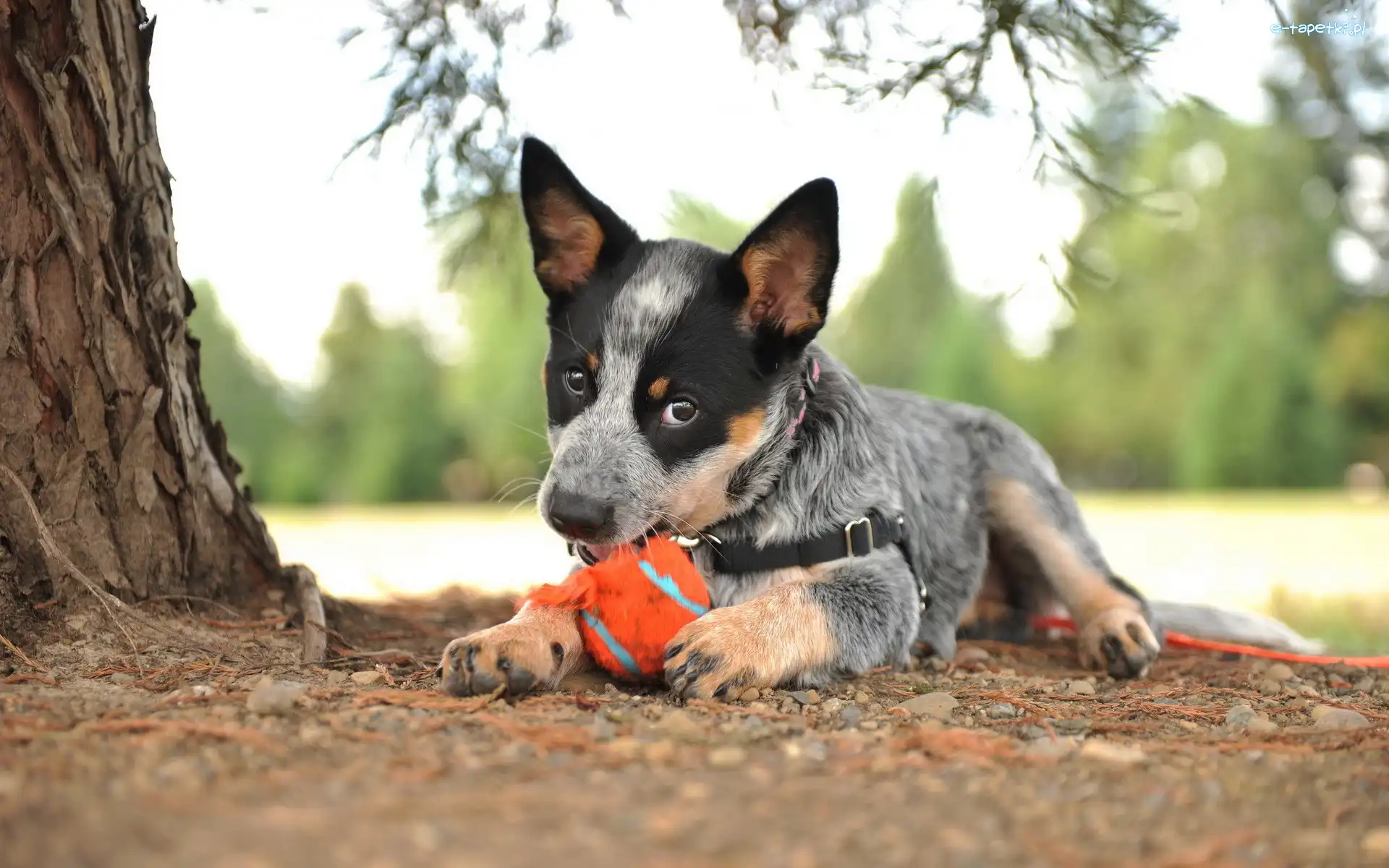 Szelki, Australian cattle dog, Piłka, Drzewo, Szczeniak, Pies