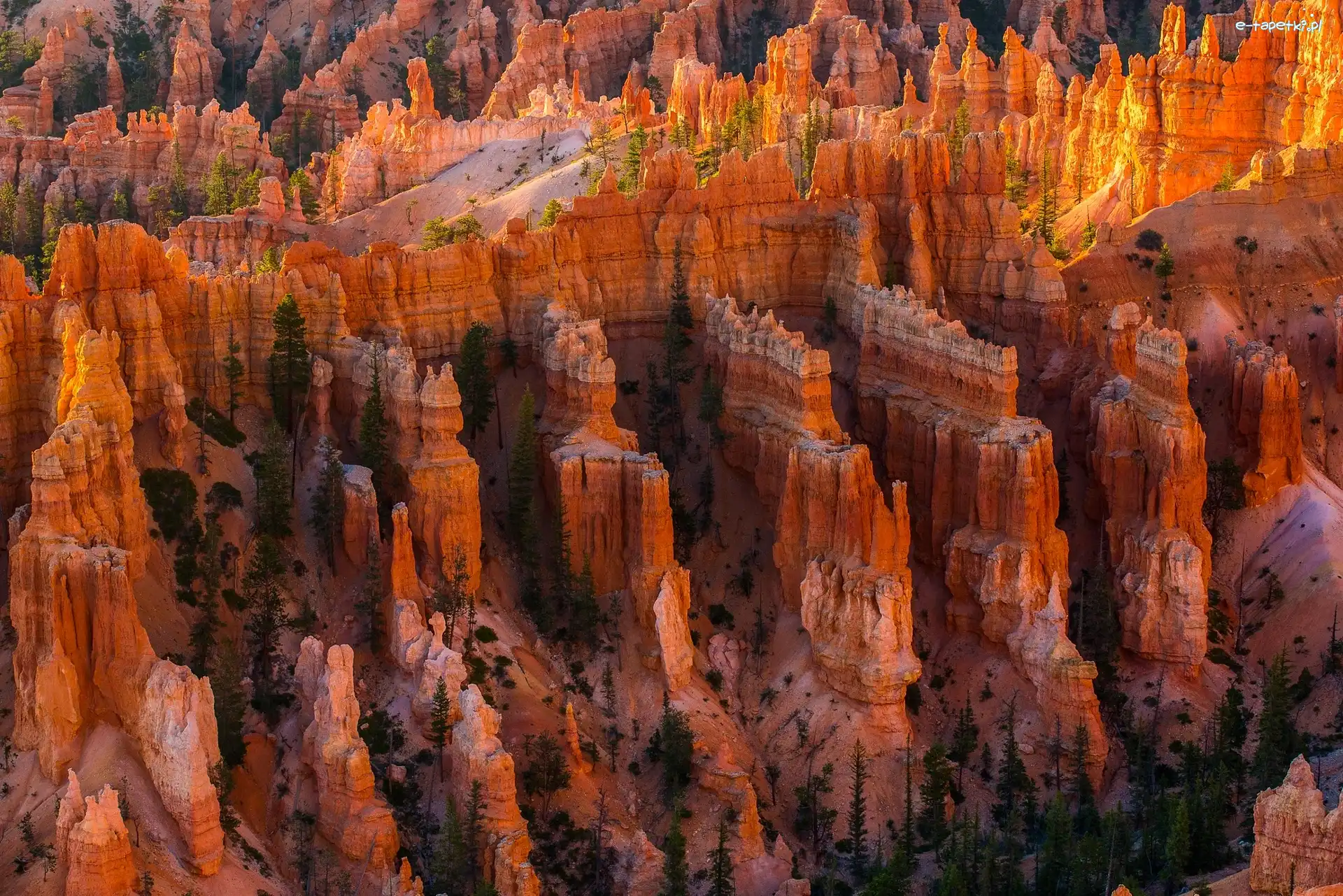 Stany Zjednoczone, Park Narodowy Bryce Canyon, Stan Utah, Drzewa, Kanion
