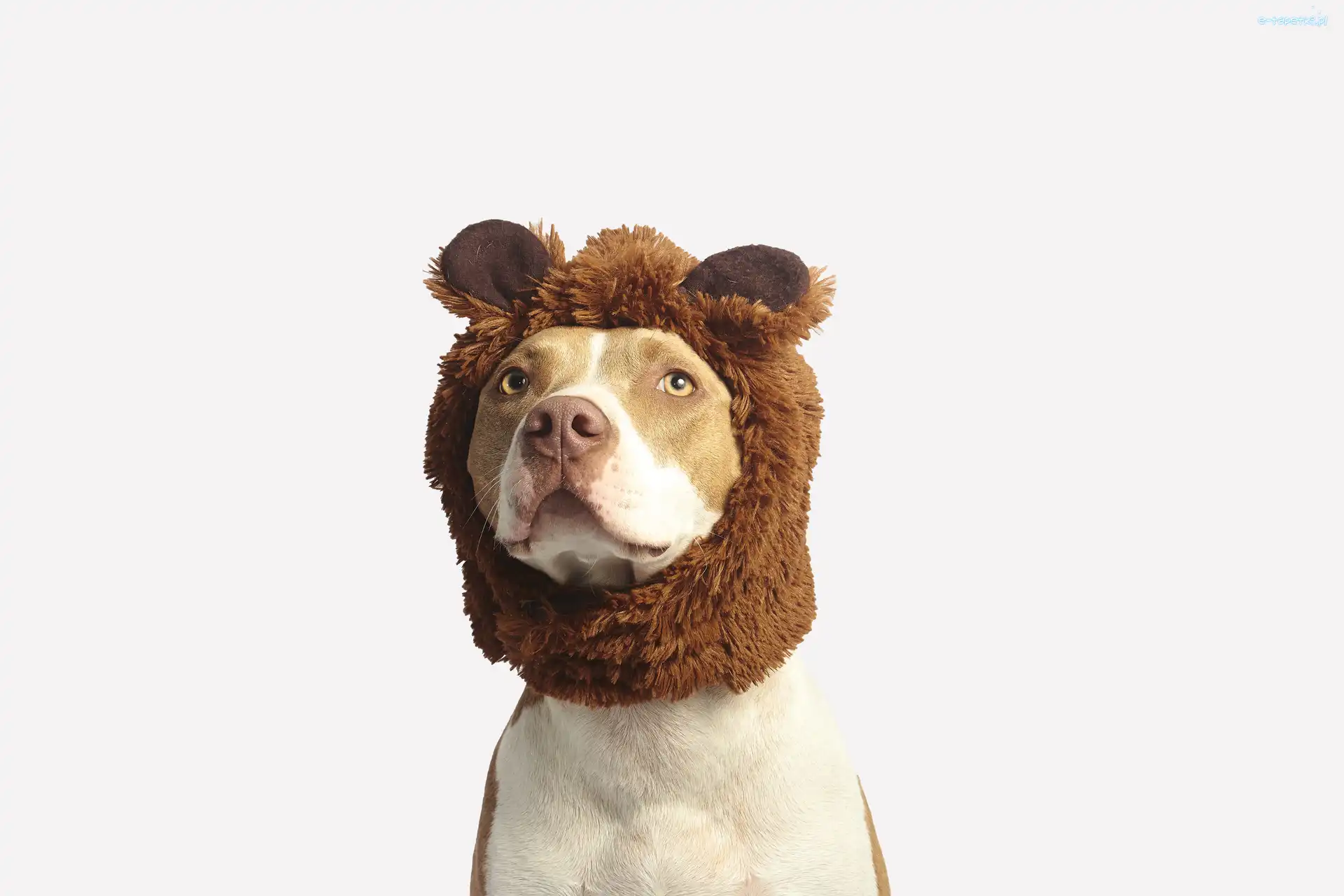 Czapka, Pit bull terrier, Pies