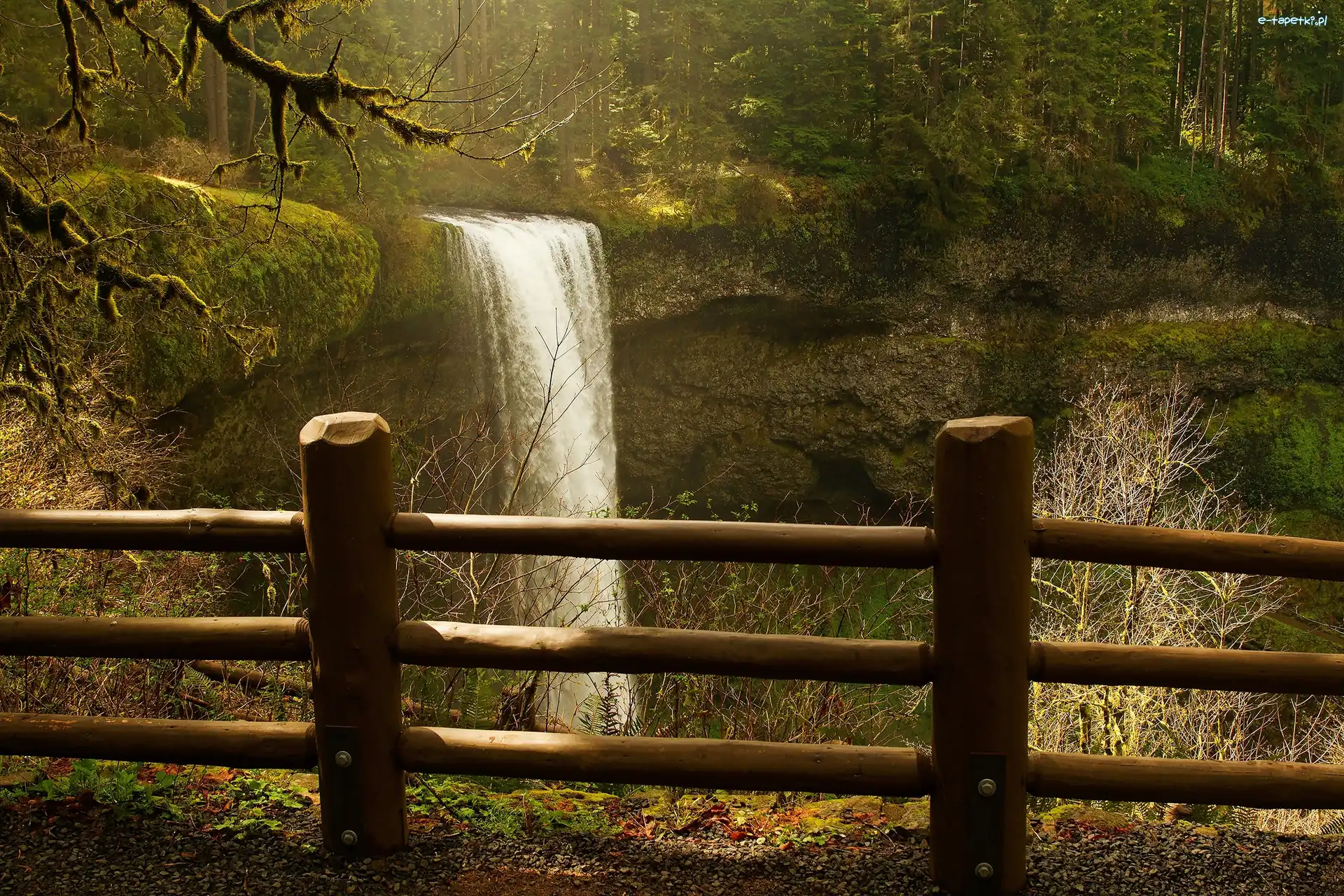 Las, Park Stanowy Silver Falls, Wodospad South Falls, Płot, Stan Oregon, Stany Zjednoczone