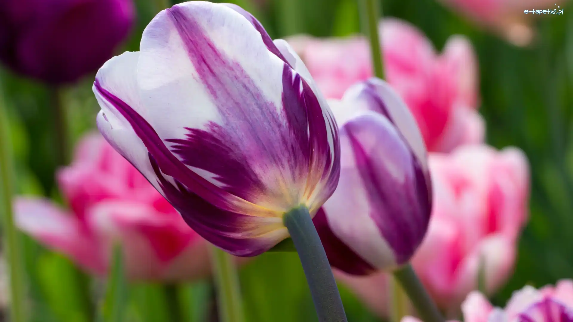 Rozmyte Tło, Biało-fioletowe, Tulipany