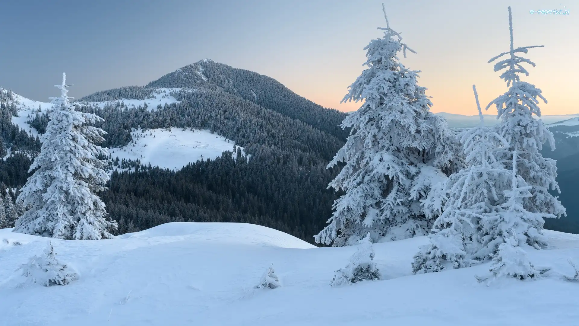 Ukraina, Góry Karpaty, Zima, Świerki, Las