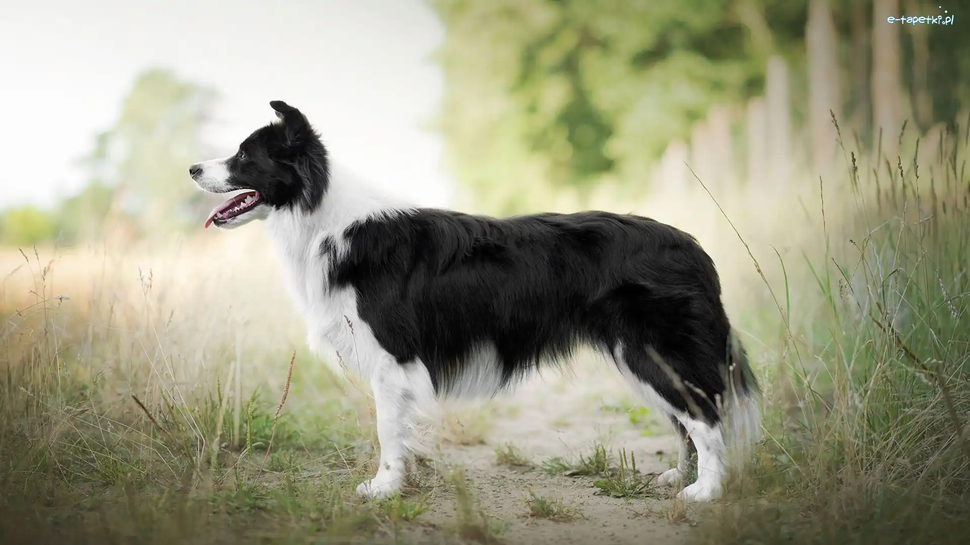 Trawa, Border collie, Pies