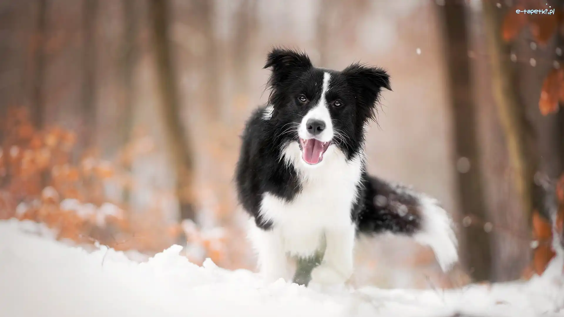 Border collie, Śnieg, Mordka, Pies