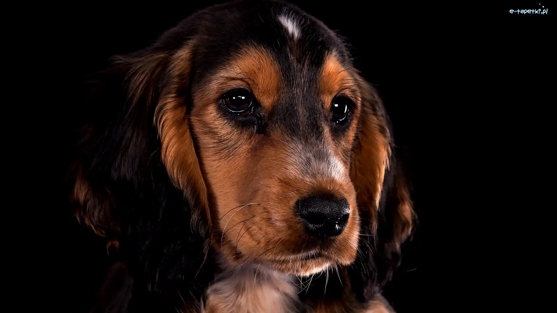 Mordka, Ciemne tło, Spojrzenie, Cocker spaniel