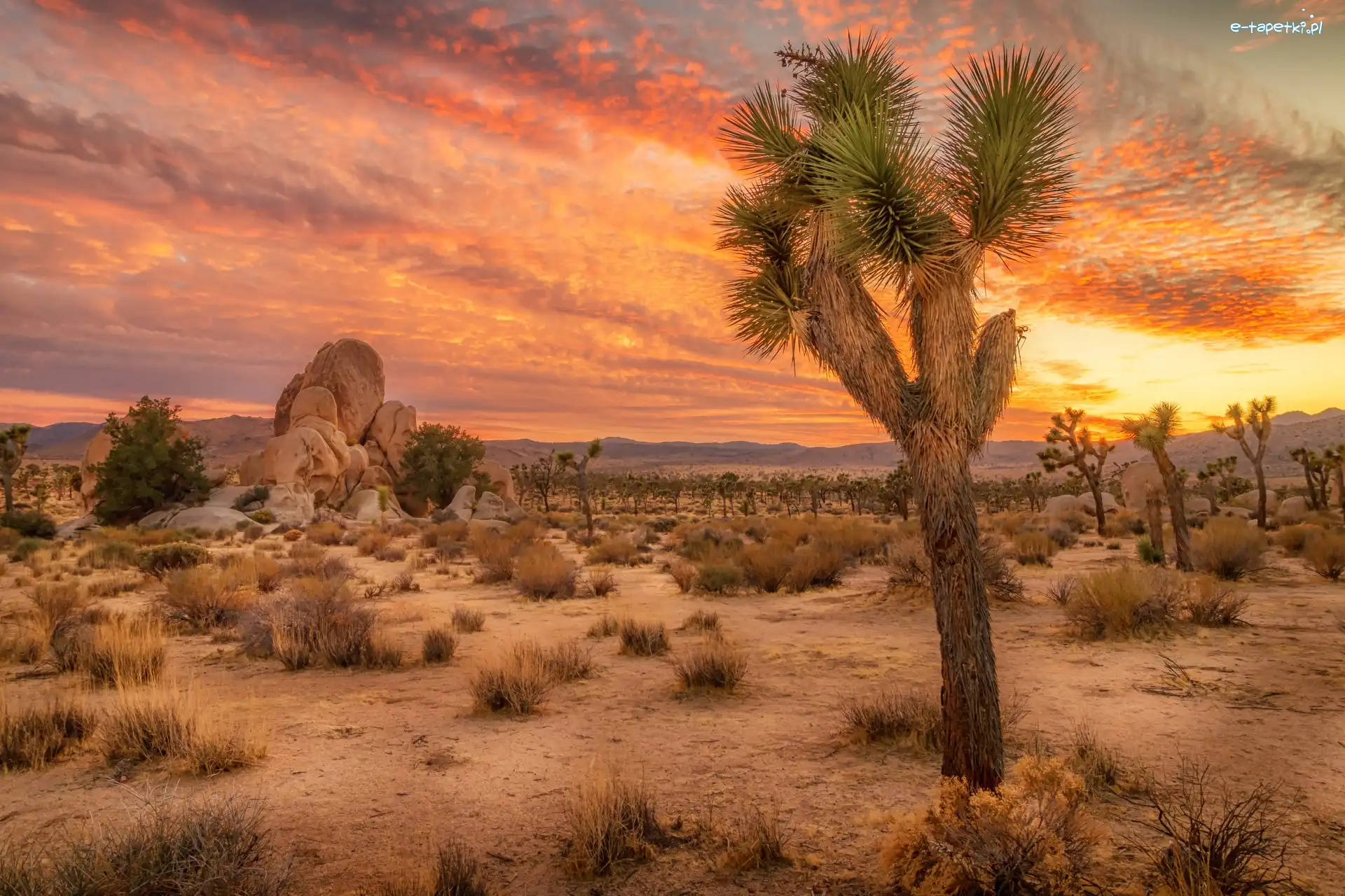 Stany Zjednoczone, Park Narodowy Joshua Tree, Stan Kalifornia, Drzewa, Skały