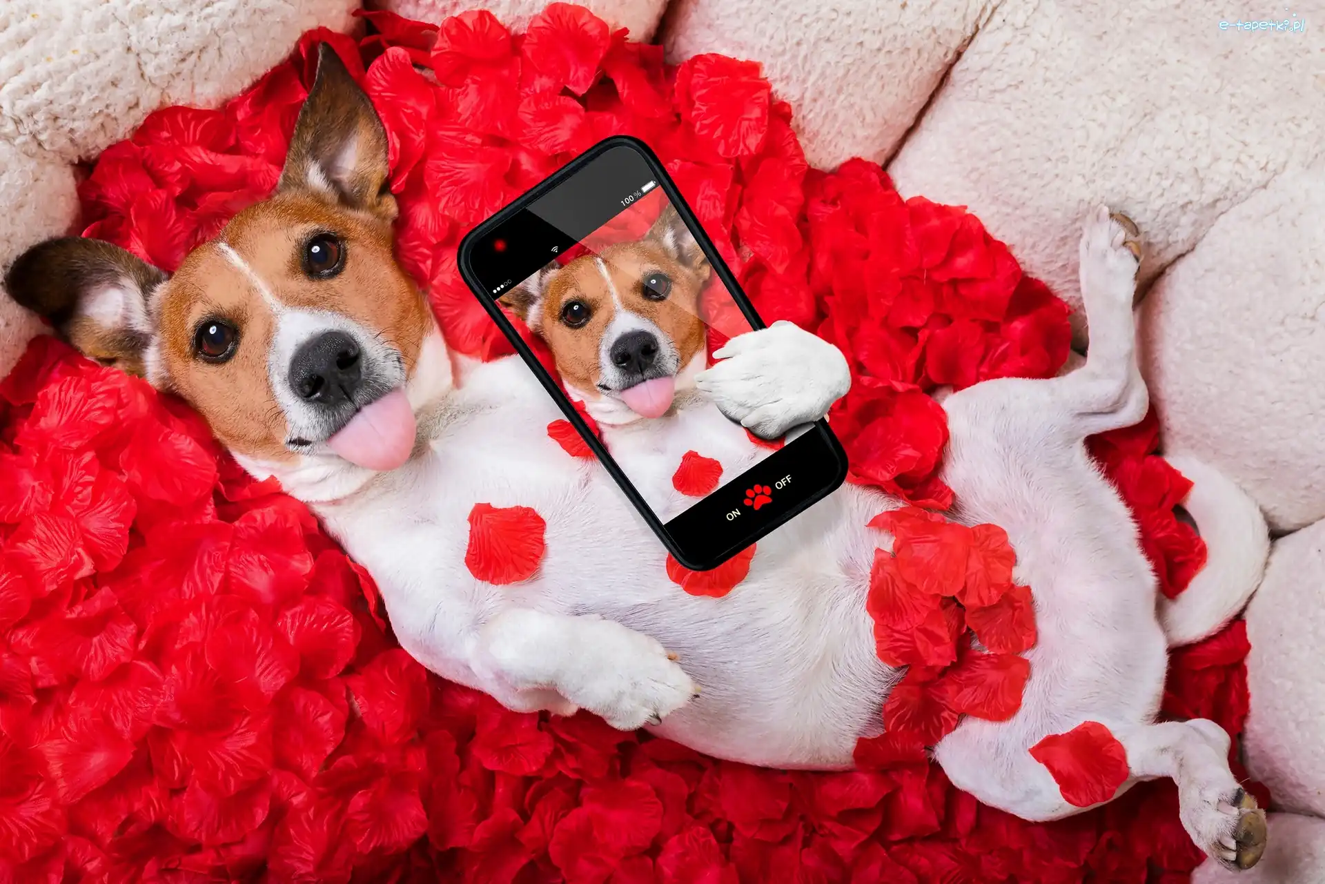 Selfie, Płatki, Telefon, Śmieszne, Róża, Jack Russell terrier