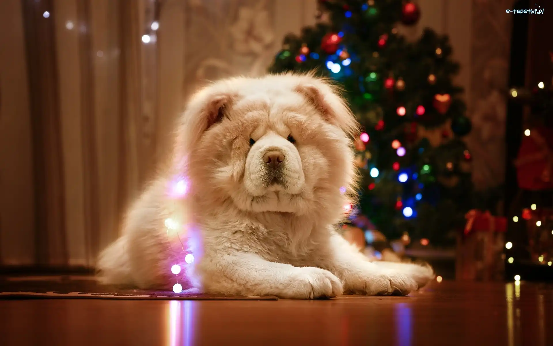 Pies, Choinka, Chow chow, Tło, Rozmyte