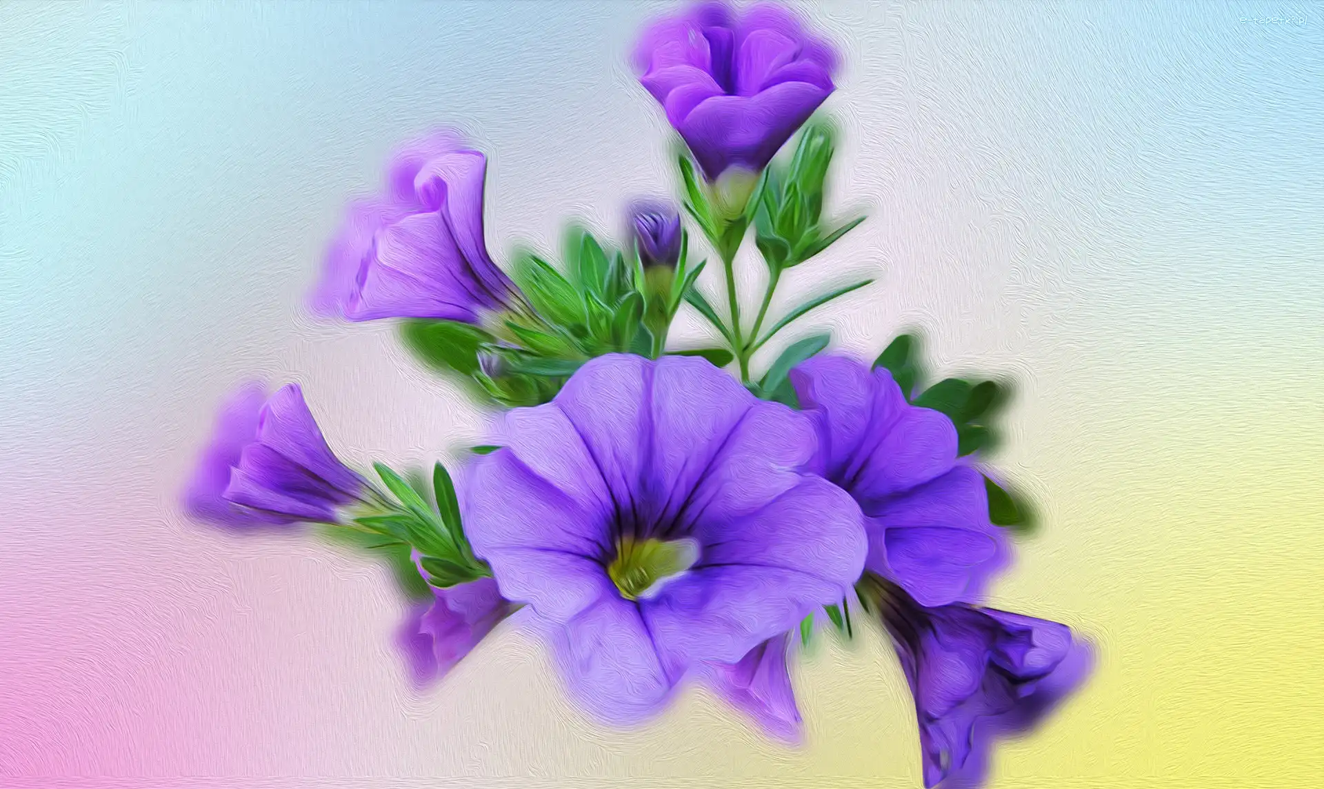 Grafika, Petunia, Kwiaty