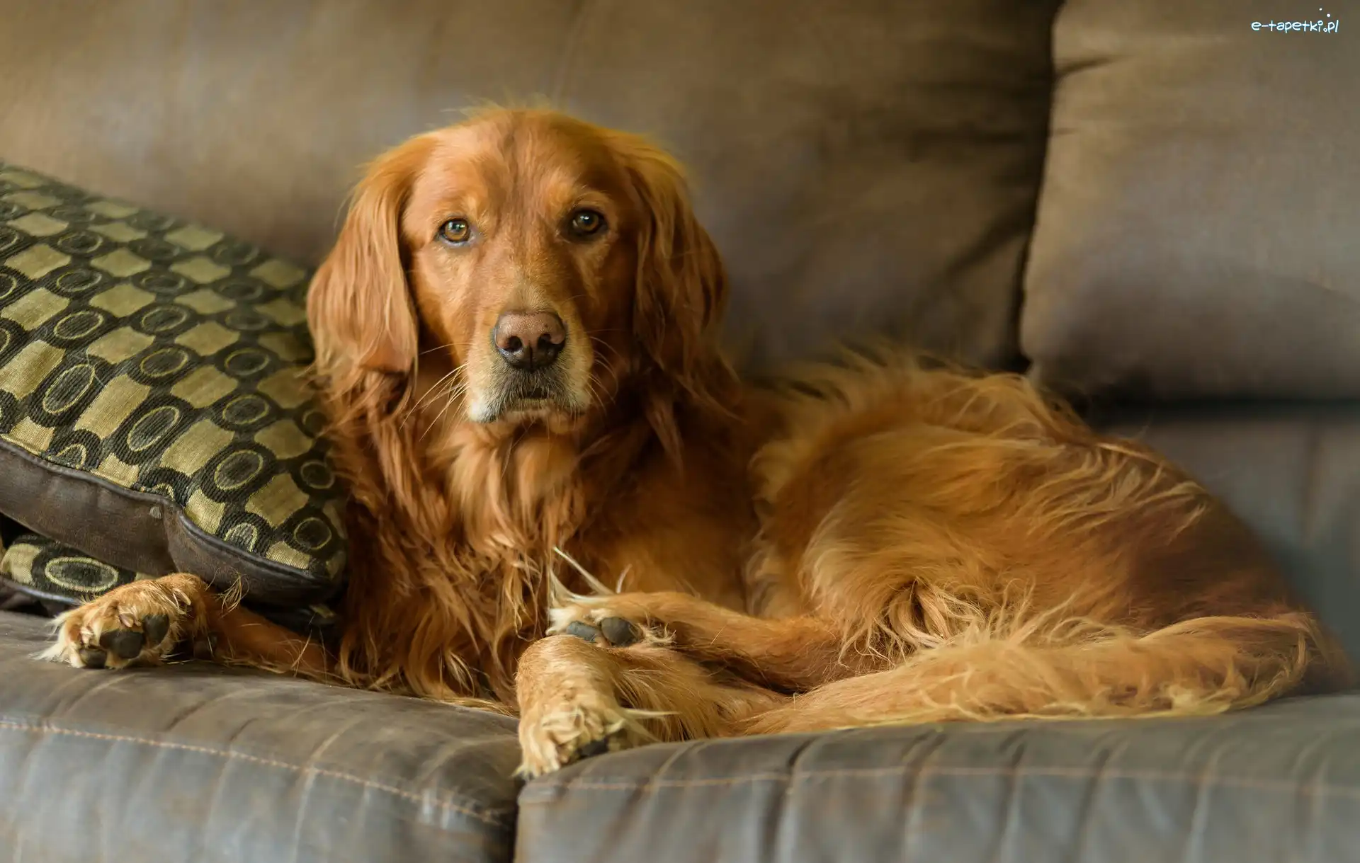 Kanapa, Golden retriever, Pies