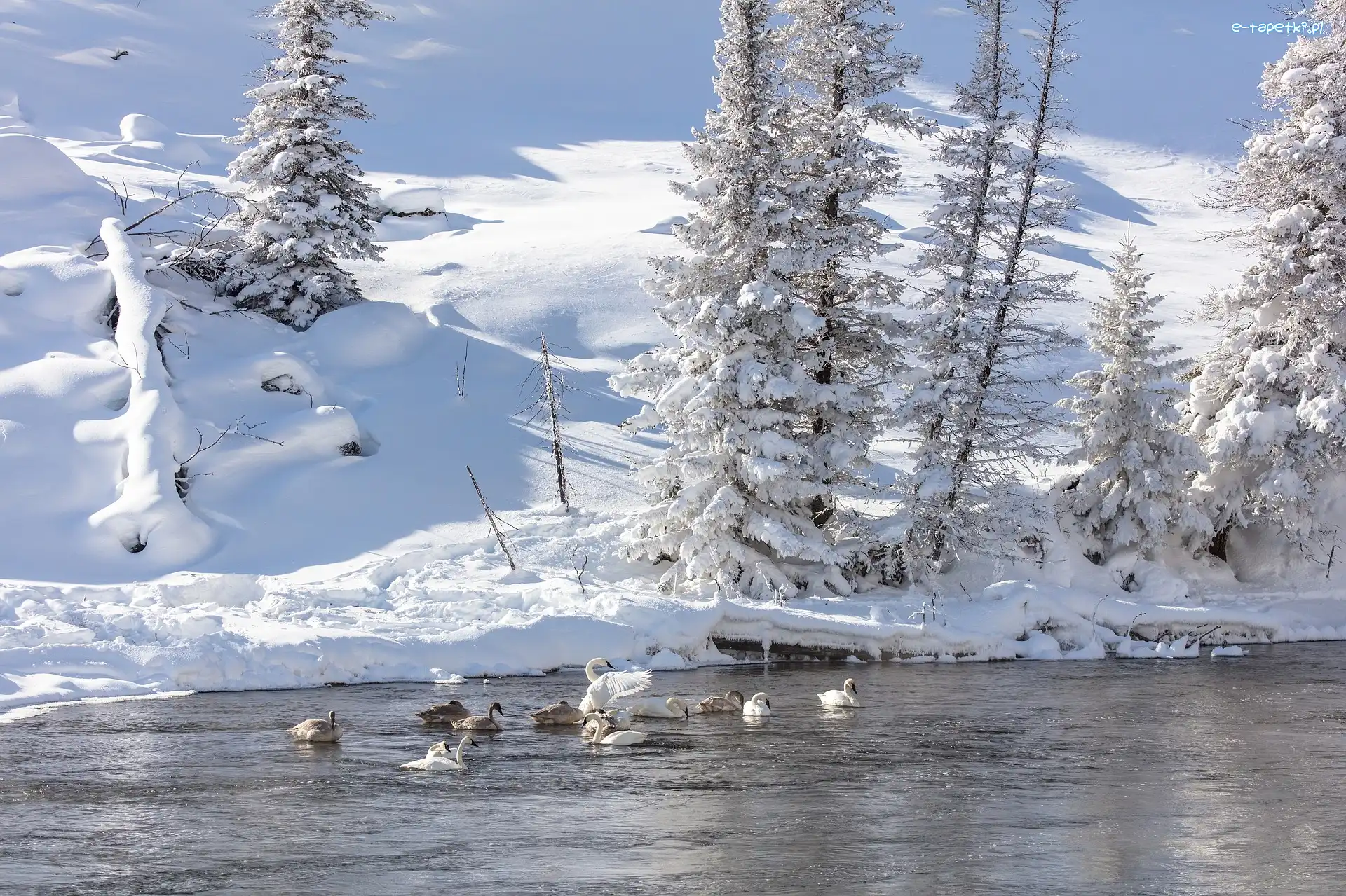 Rzeka Madison, Stan Wyoming, Drzewa, Zima, Park Narodowy Yellowstone, Łabędzie, Łabędź trębacz, Stany Zjednoczone