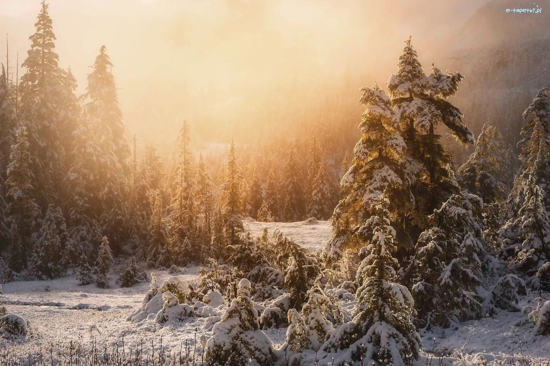 Zima, Las państwowy, Ketchikan, Alaska, Stany Zjednoczone, Śnieg, Mgła, Tongass National Forest, Świerki