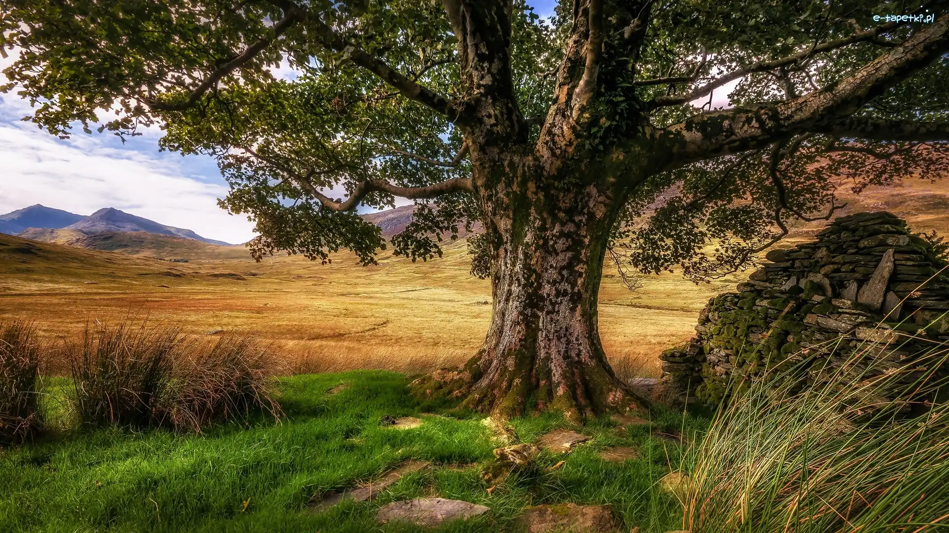 Trawa, Park Narodowy Snowdonia, Dolina Nant Gwynant, Walia, Wielka Brytania, Drzewo, Góry