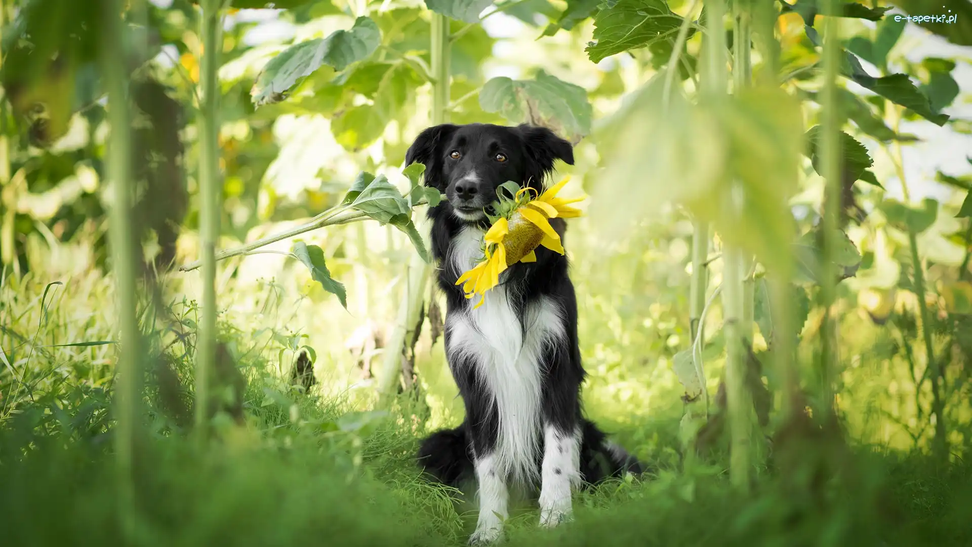 Słonecznik, Border collie, Pies