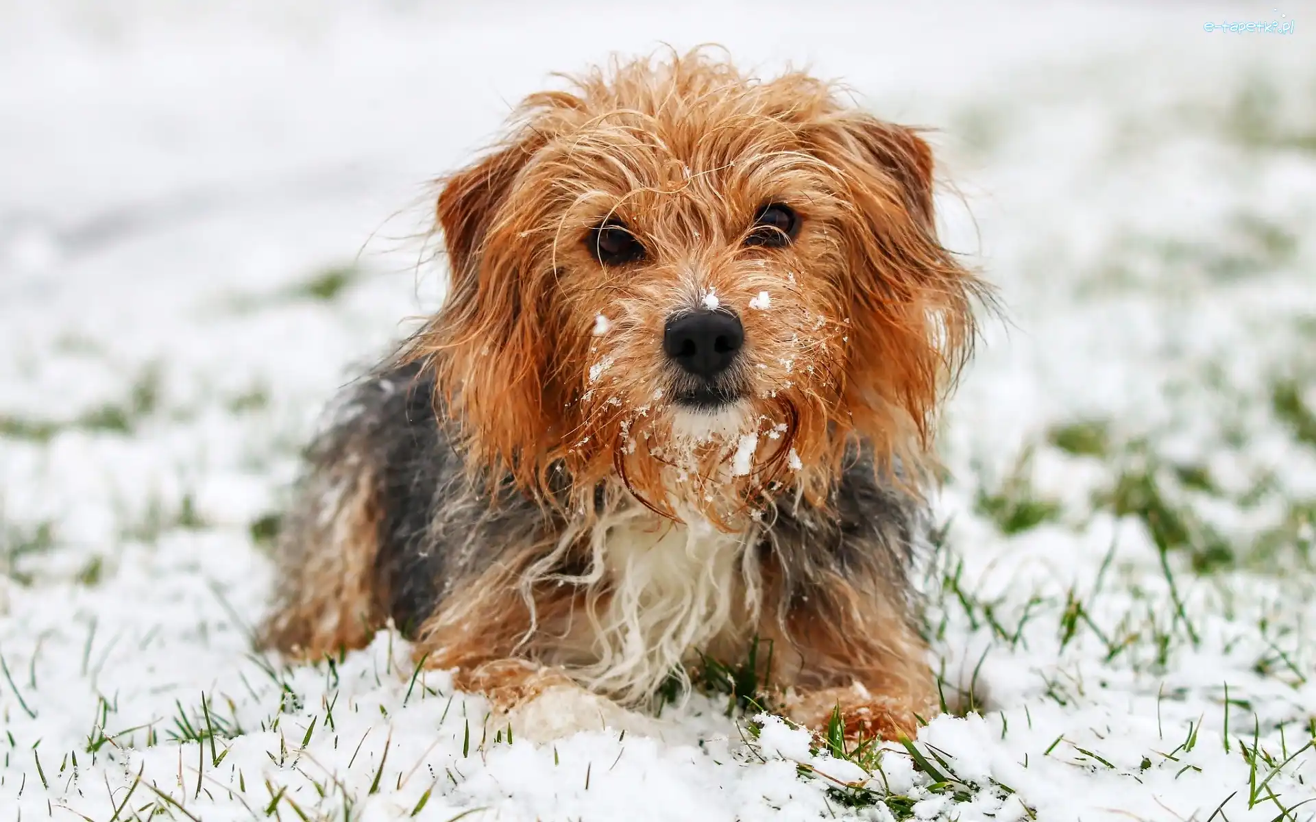 Śnieg, Yorkshire terrier, Pies