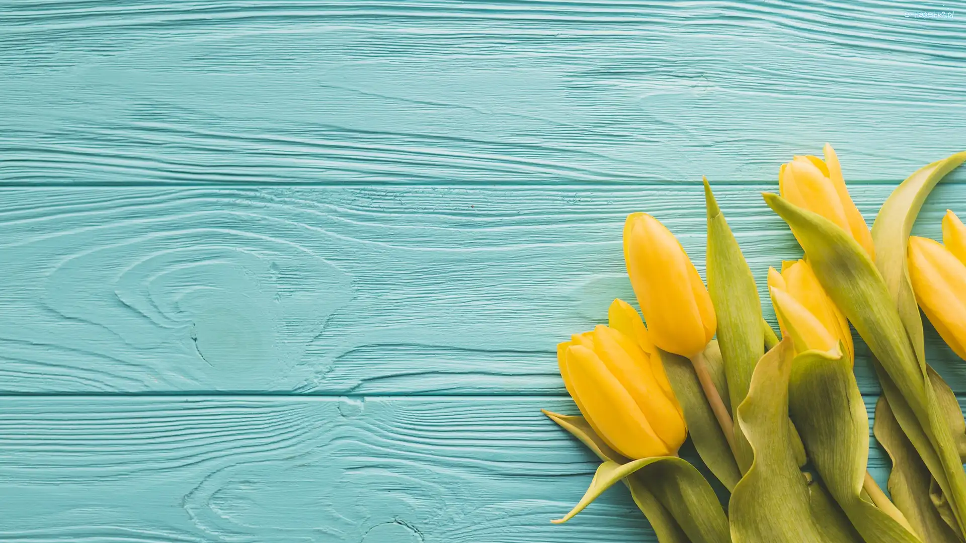 Tulipany, Deski, Niebieskie, Żółte