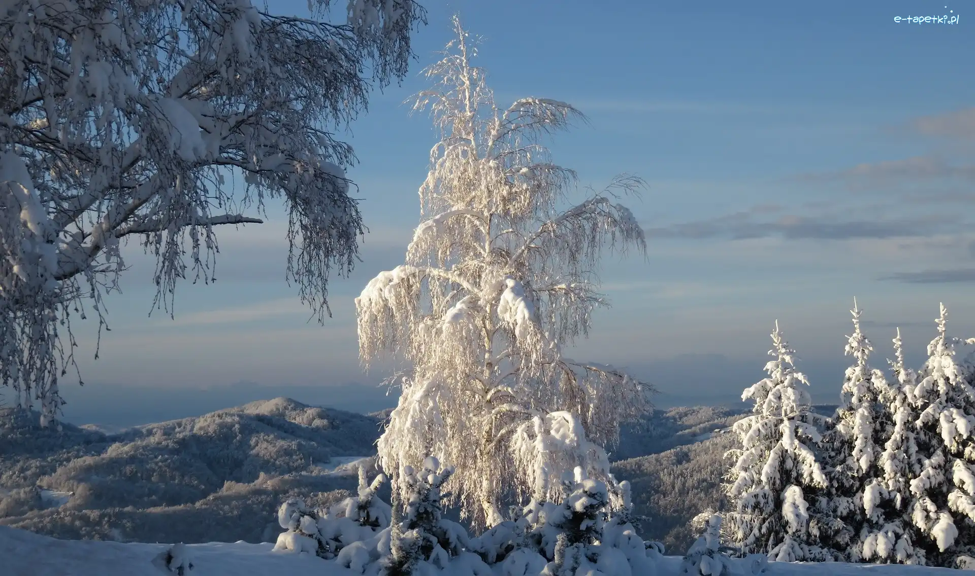 Ośnieżone, Góry, Drzewa, Zima
