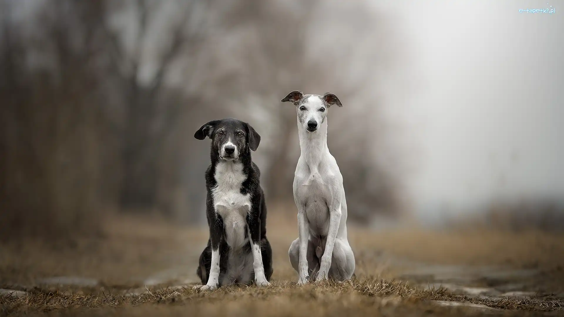 Dwa, Kundelek, Psy, Polana, Whippet