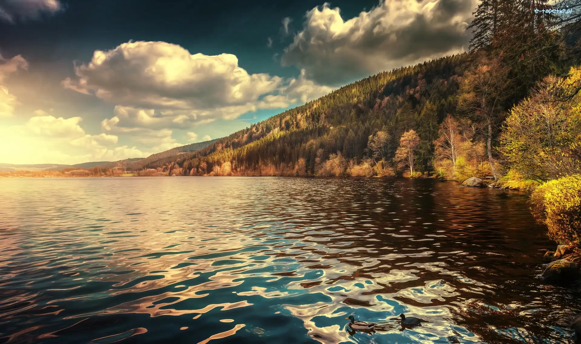 Niemcy, Jezioro Titisee, Badenia-Wirtembergia, Kaczki, Drzewa