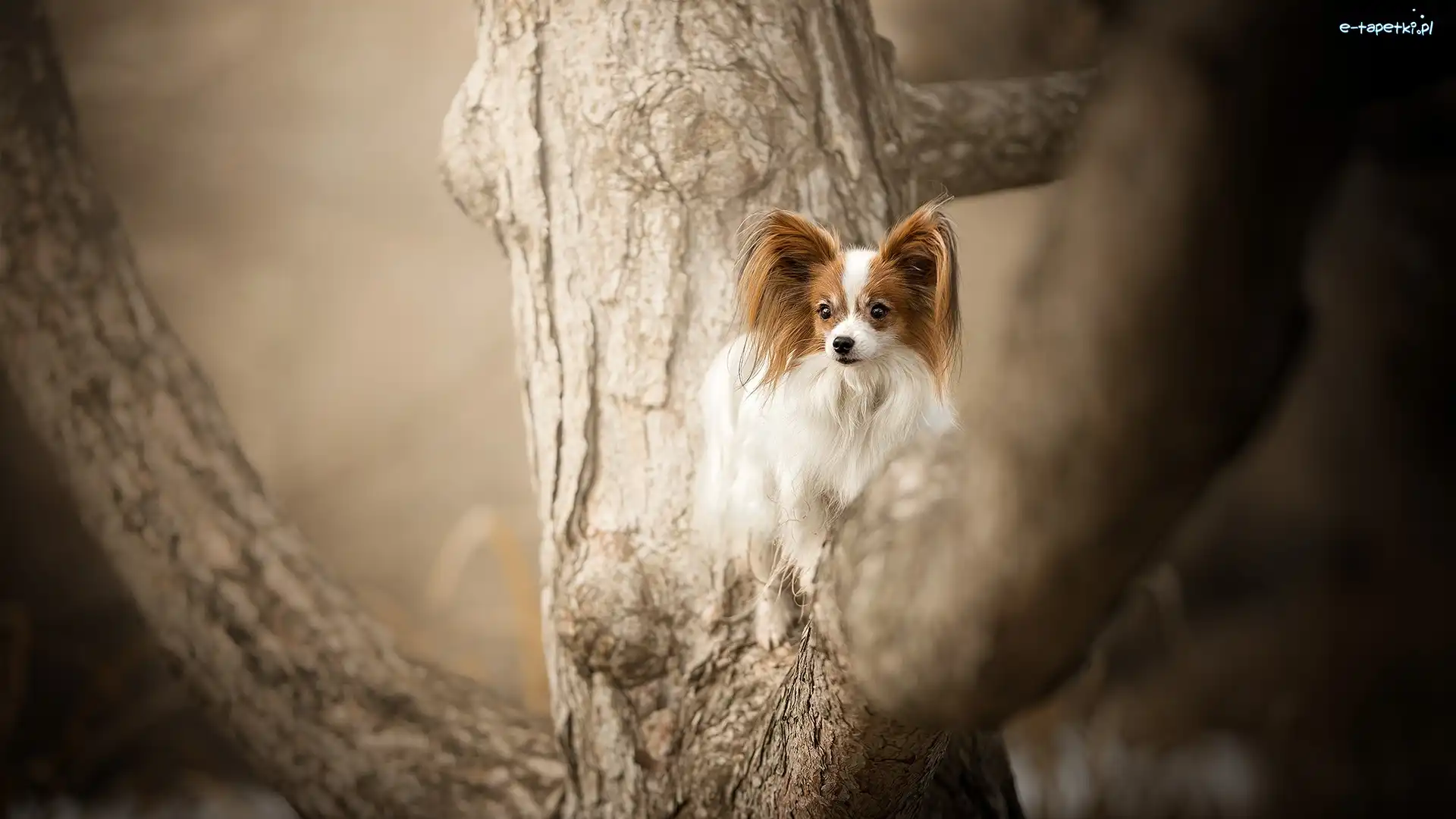 Drzewo, Spaniel kontynentalny miniaturowy Papillon, Pies