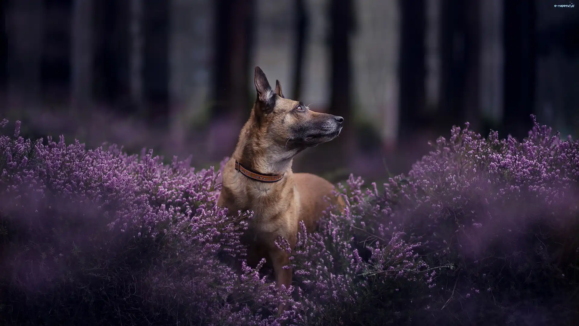 Pies, Wrzosy, Owczarek belgijski Malinois, Las, Rozmyty