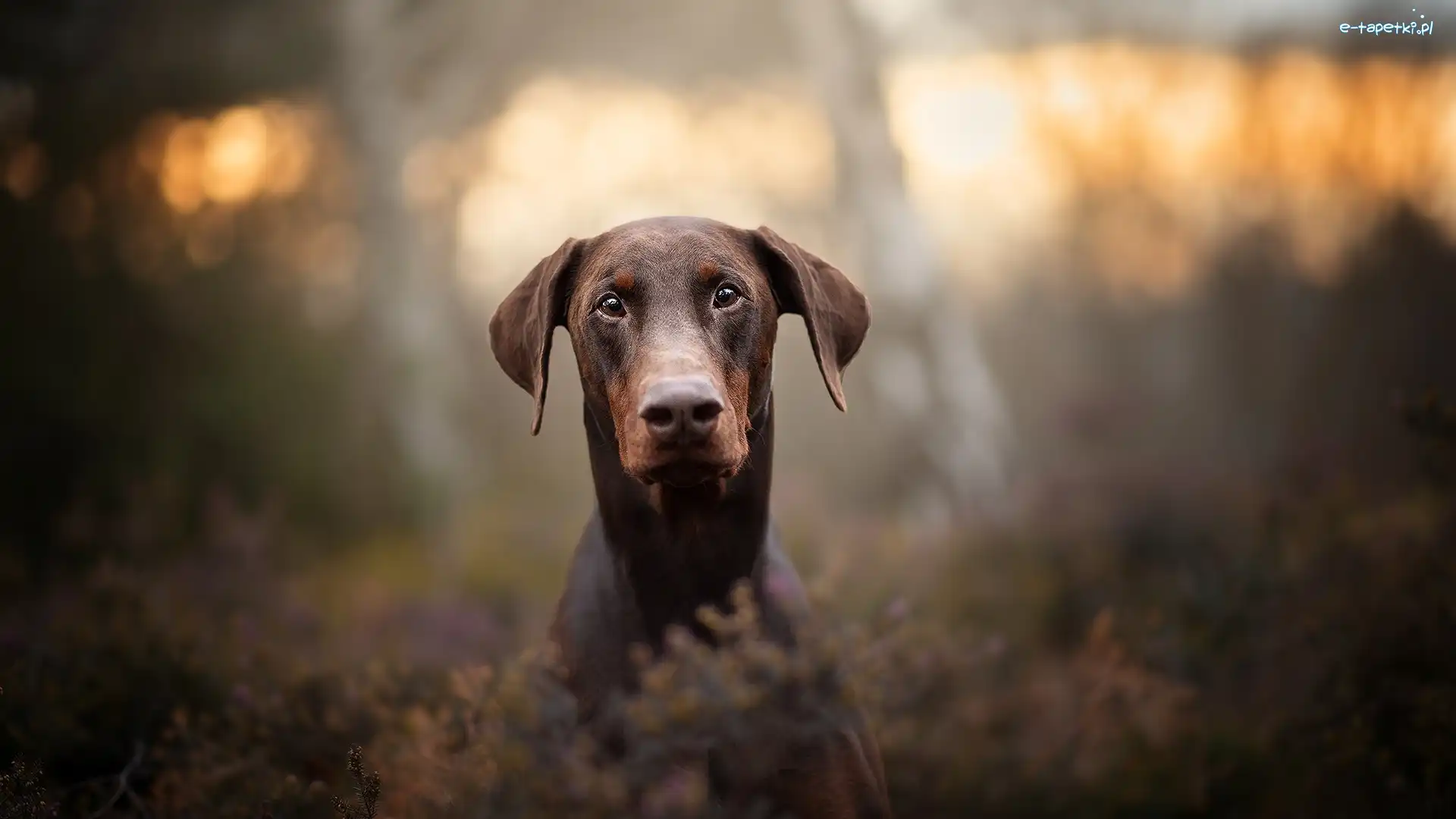 Pies, Doberman, Mordka, Wrzosy, Rozmyte