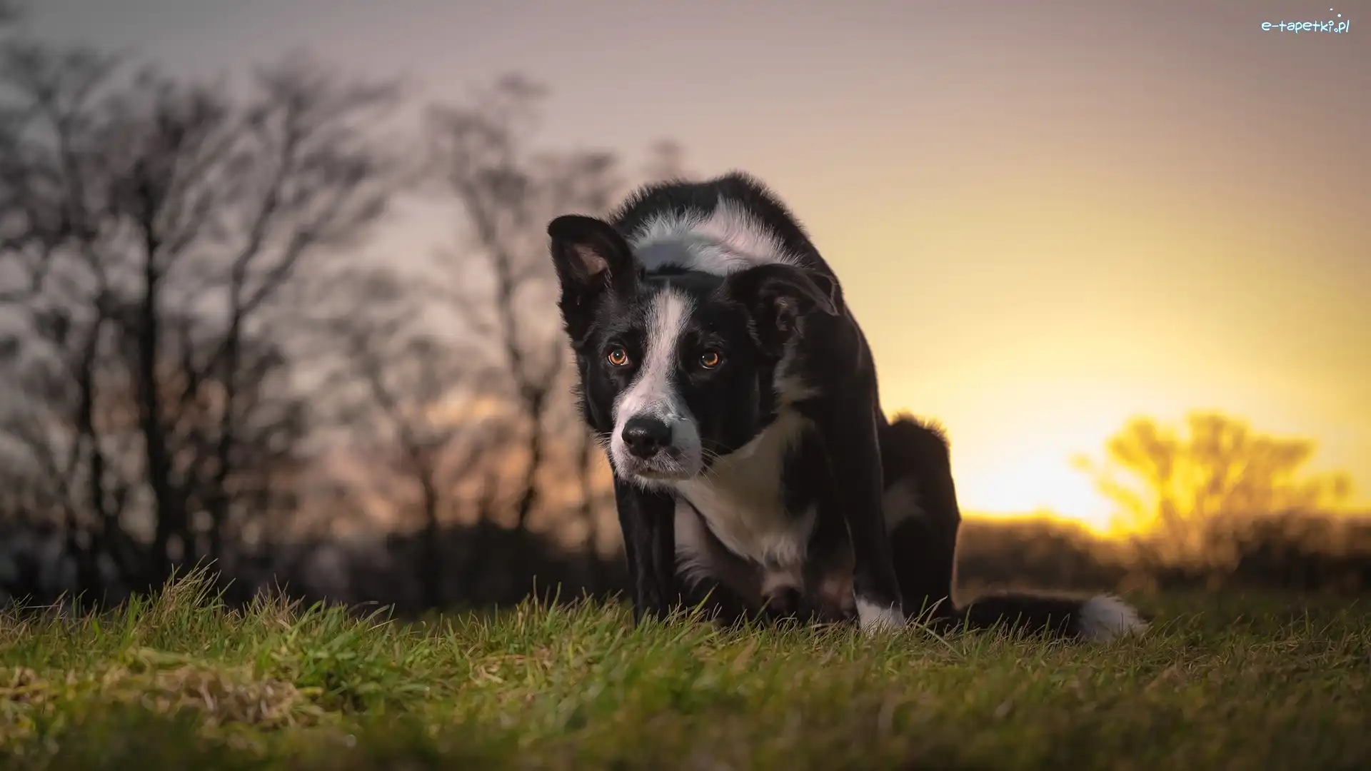 Border collie, Trawa, Łąka, Pies