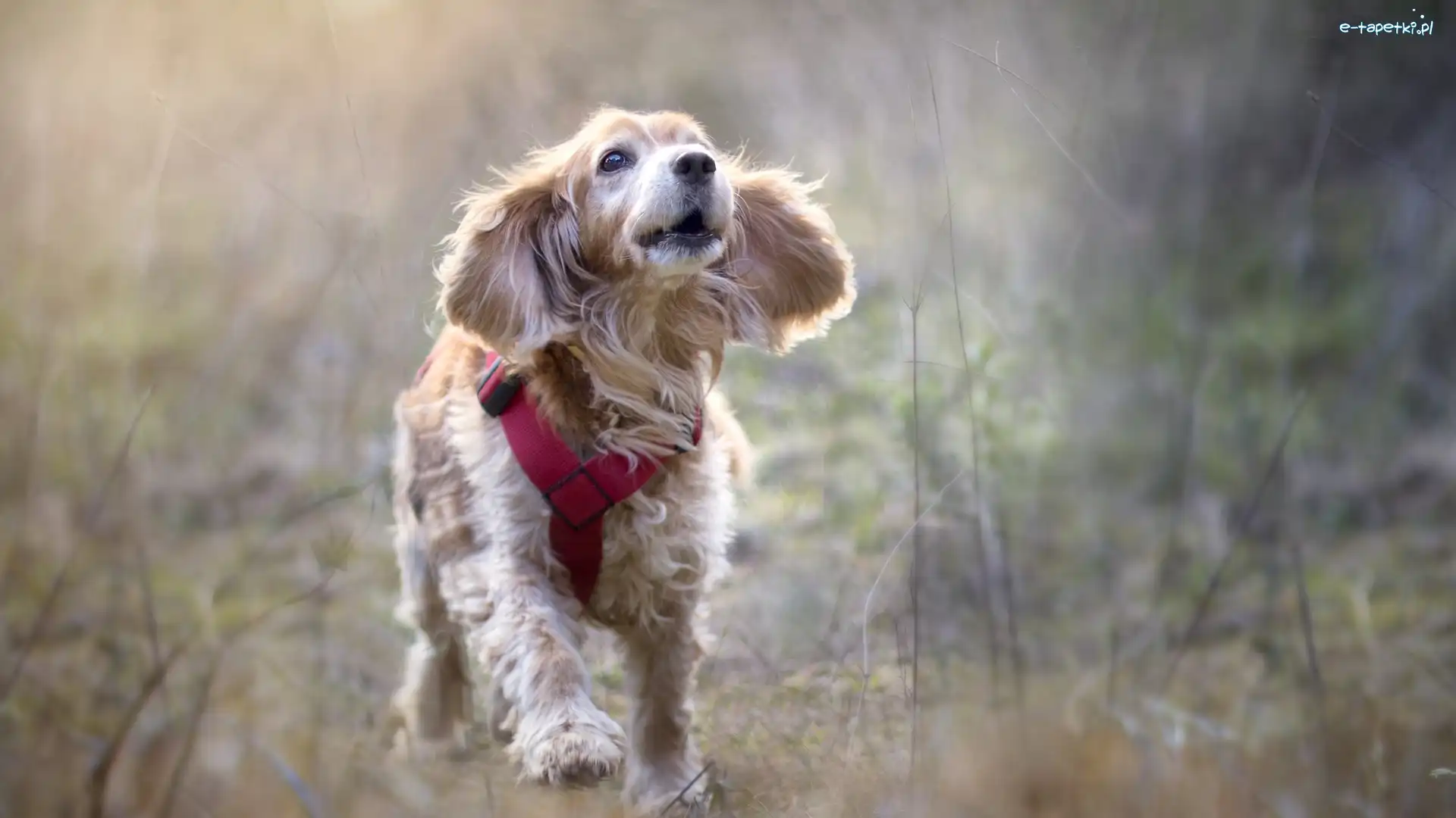 Rozmyta, Cocker spaniel angielski, Szelki, Łąka, Biegnący, Pies